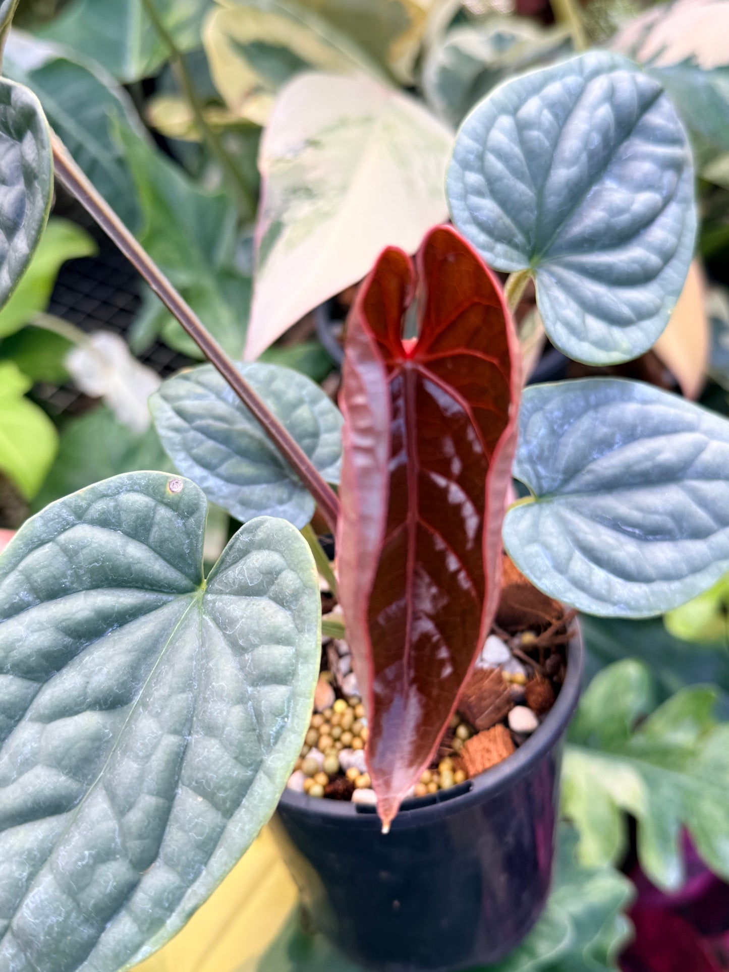 Anthurium Luxurian Q24