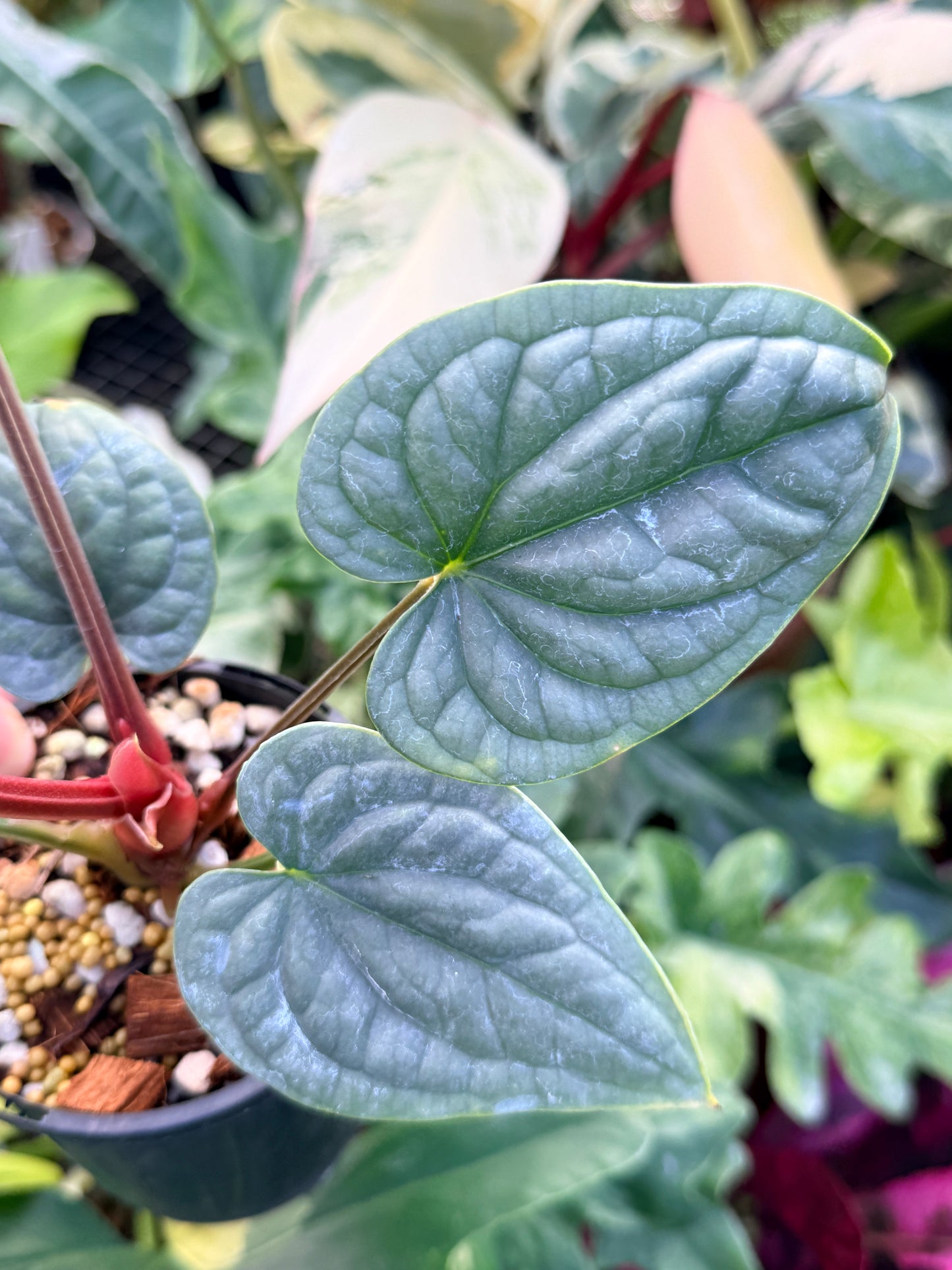 Anthurium Luxurian Q24