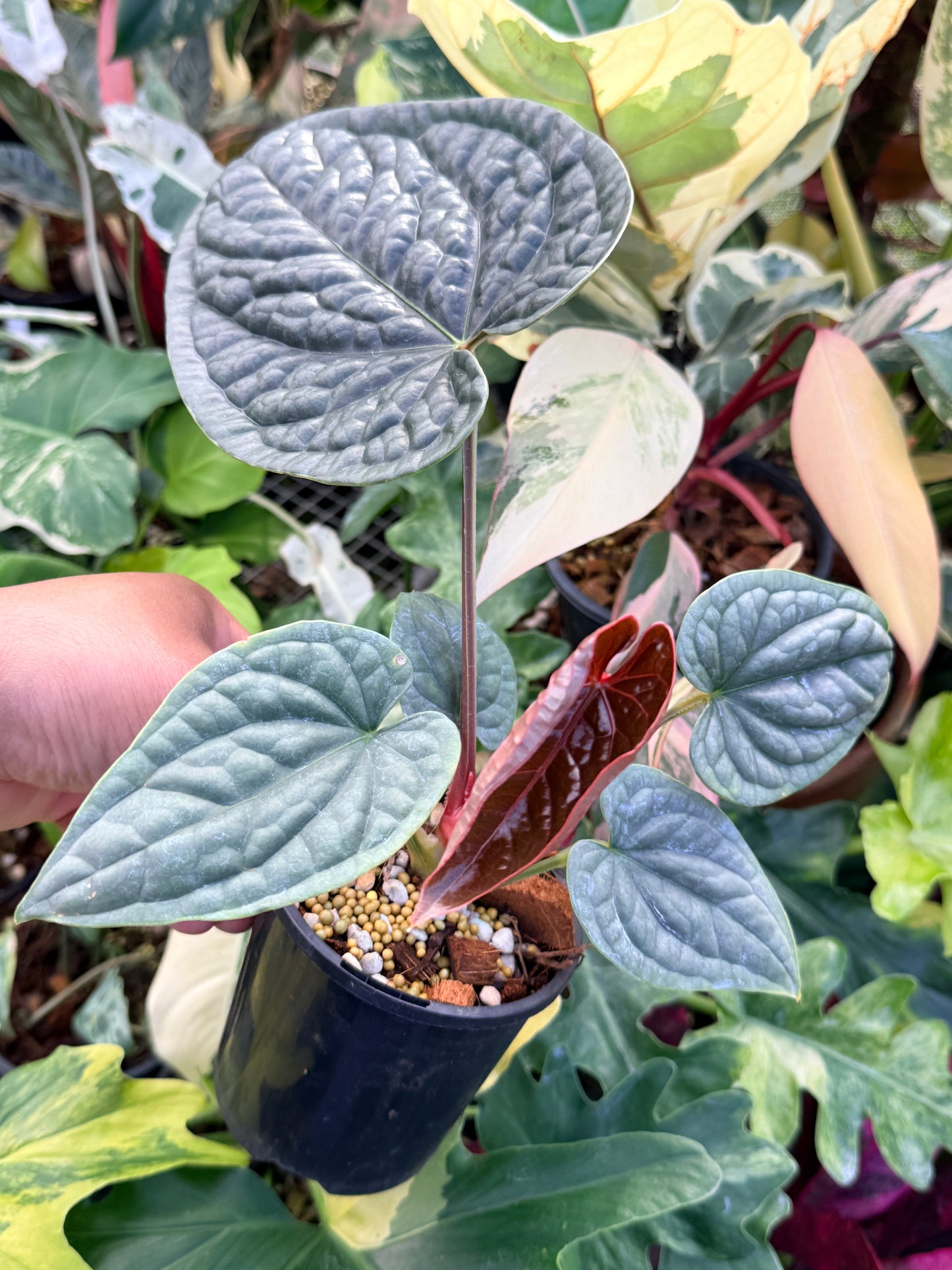 Anthurium Luxurian Q24
