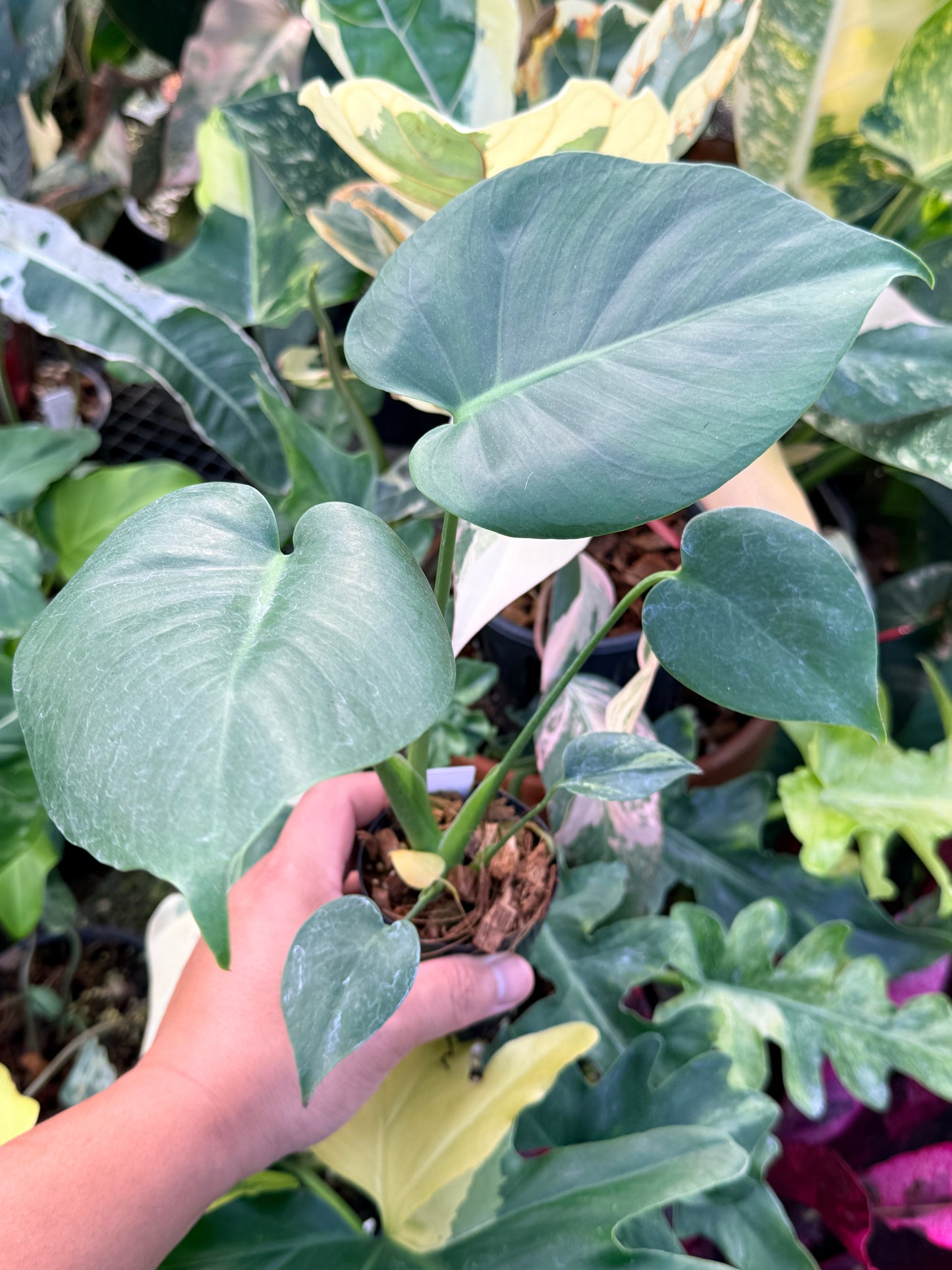 Monstera Deliciosa Q23