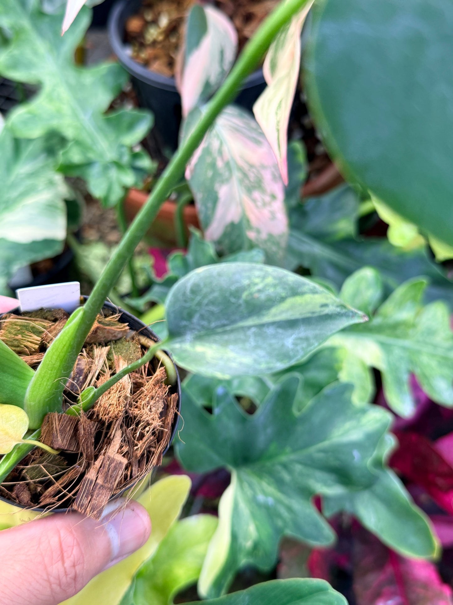 Monstera Deliciosa Q23