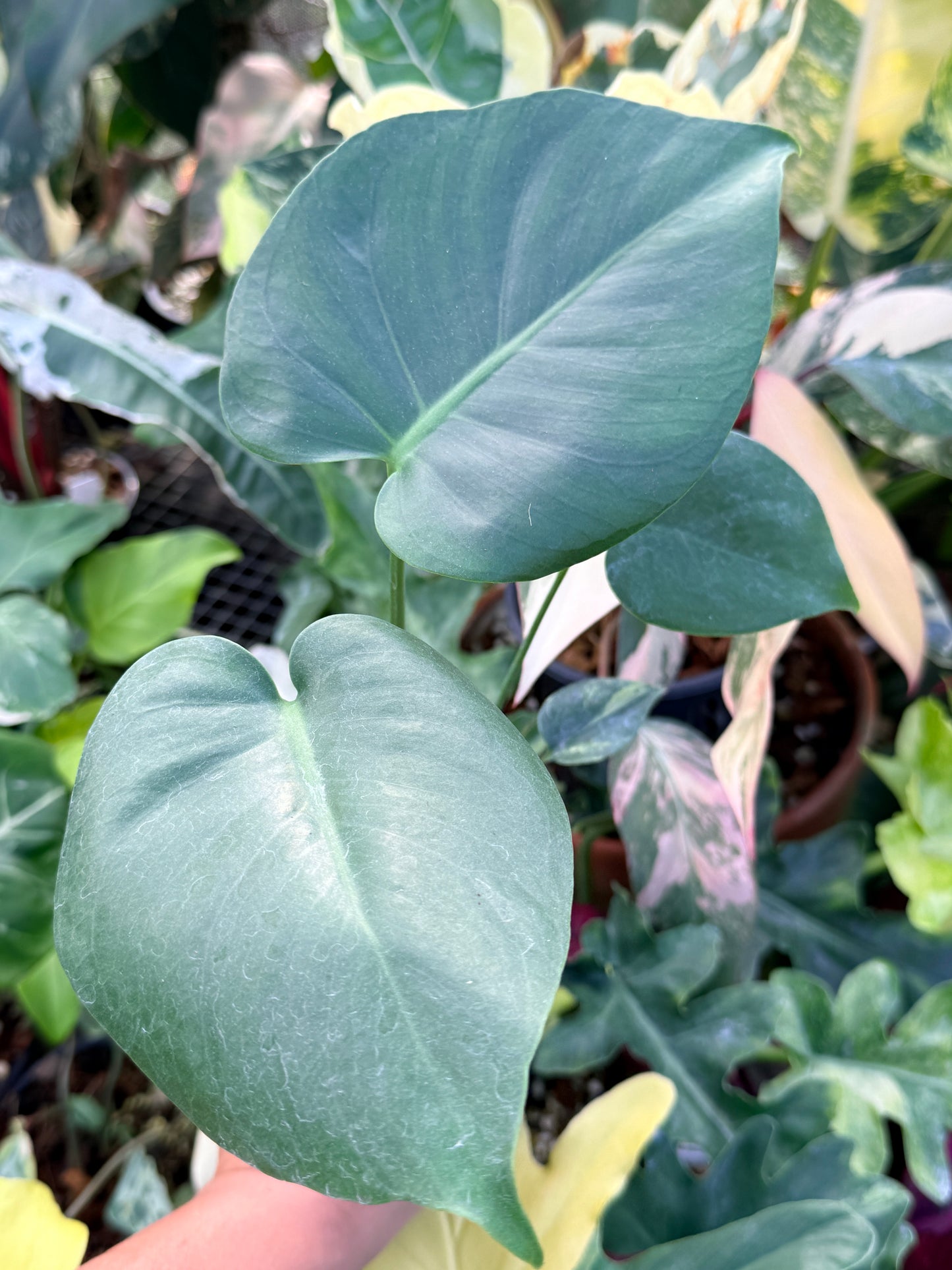 Monstera Deliciosa Q23