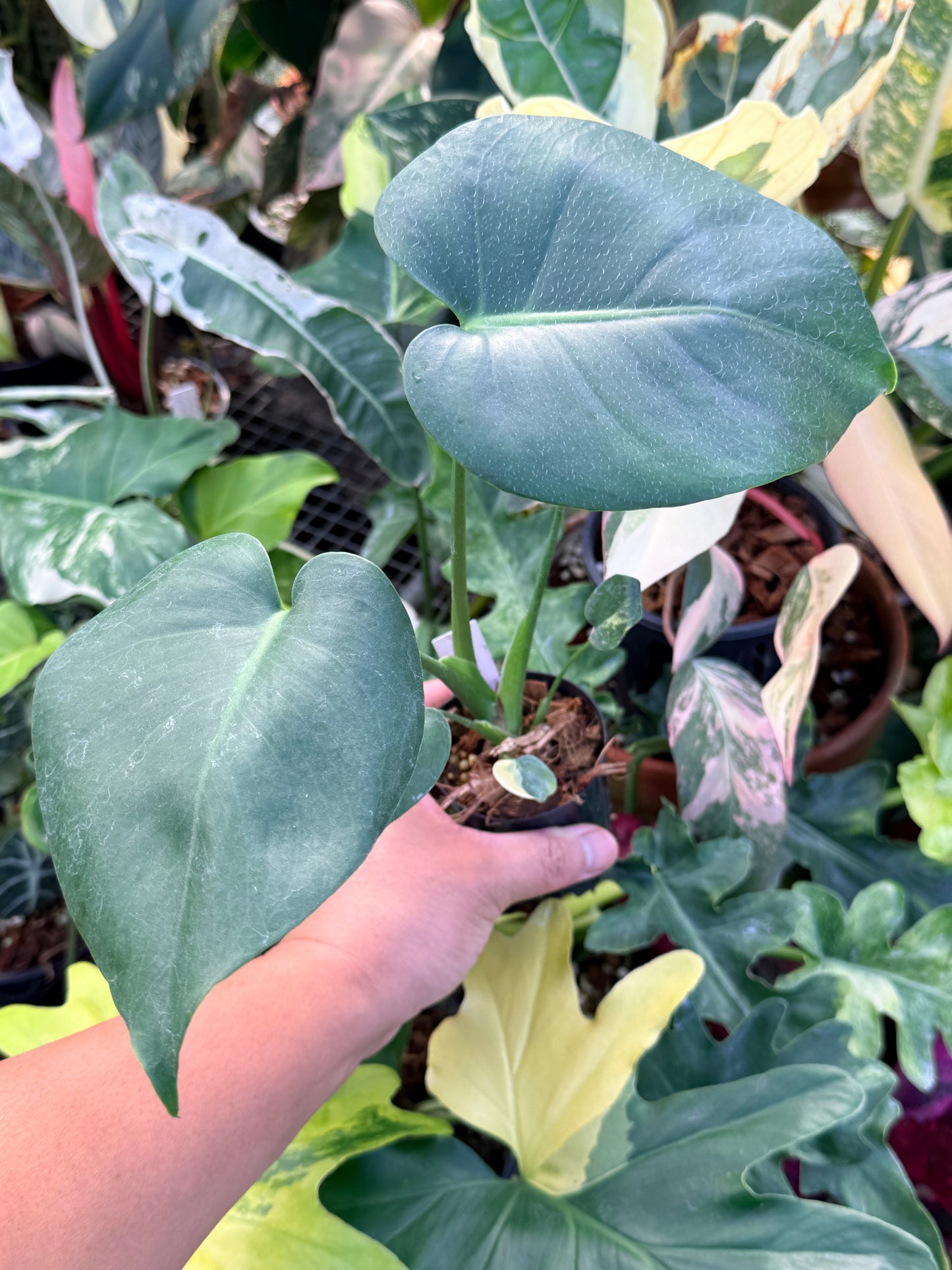 Monstera Deliciosa Q22