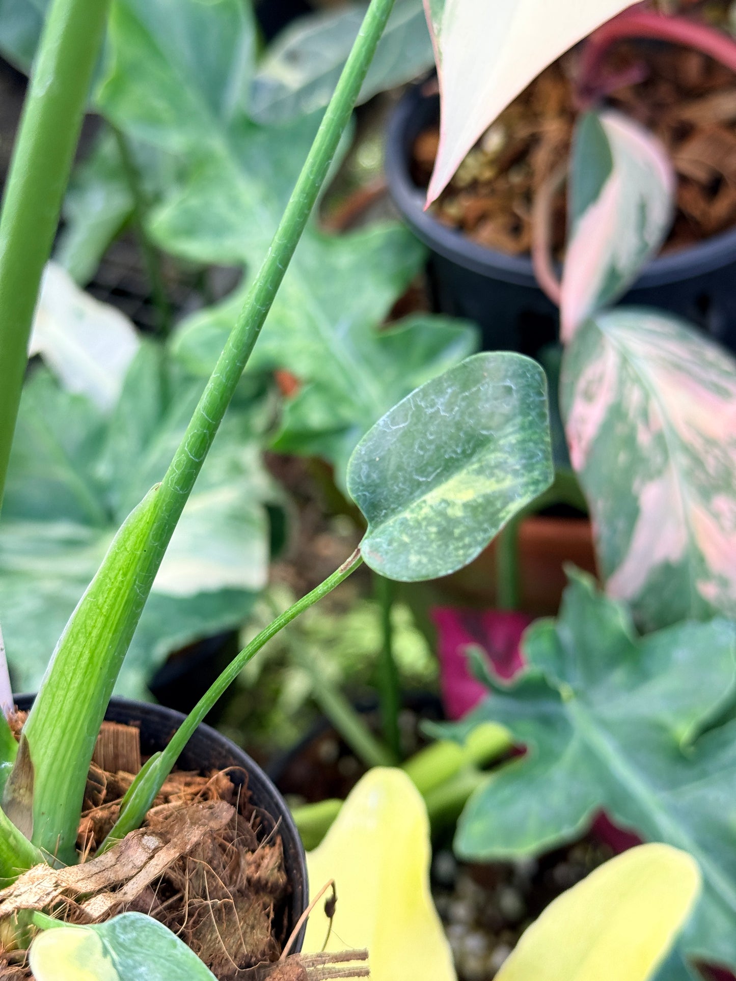 Monstera Deliciosa Q22