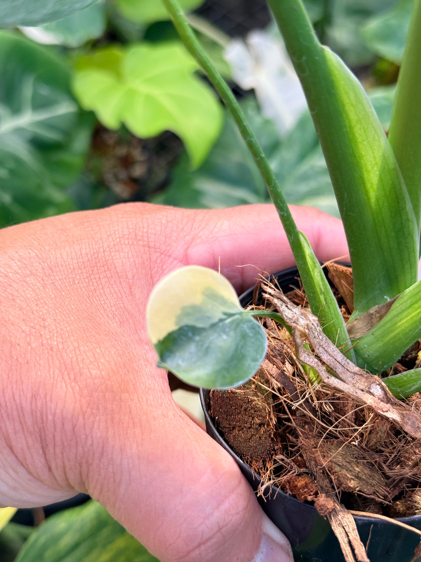 Monstera Deliciosa Q22