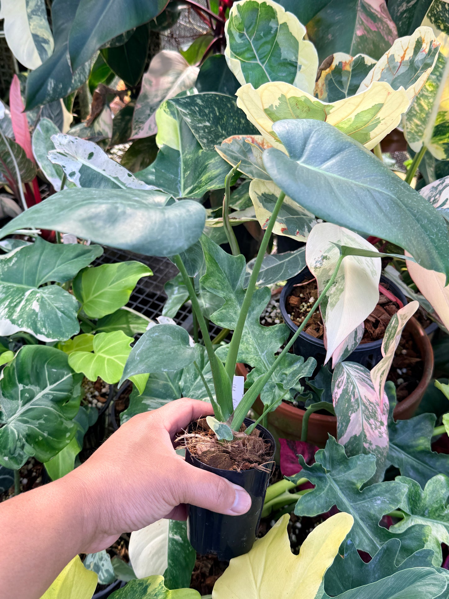 Monstera Deliciosa Q22