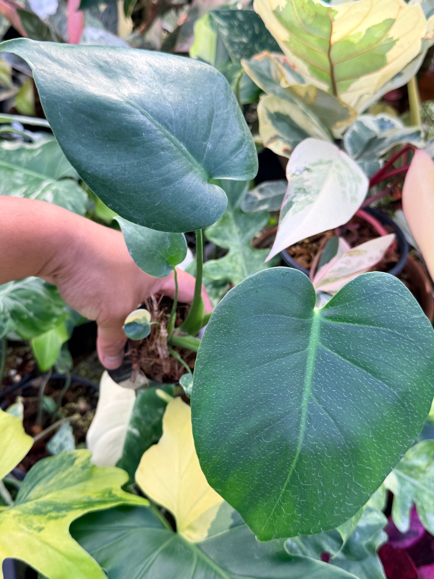 Monstera Deliciosa Q22