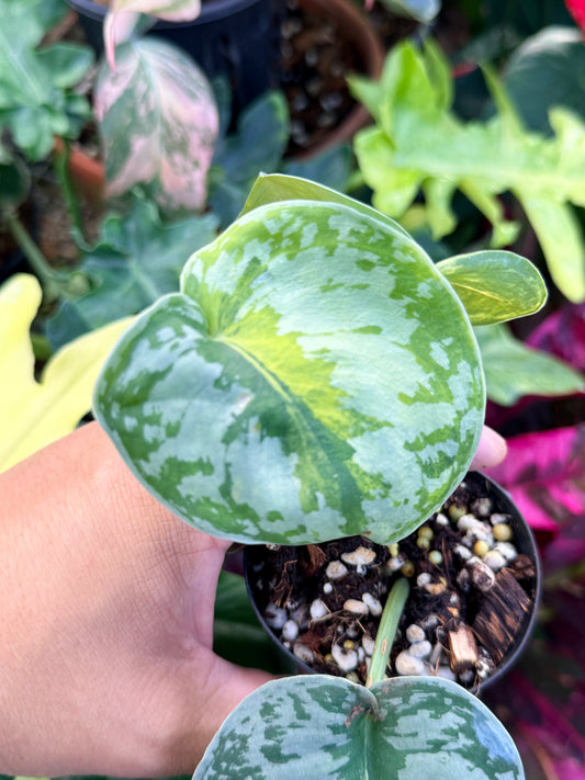 Scindapsus 'Pictus Mayari Aurea' Q38