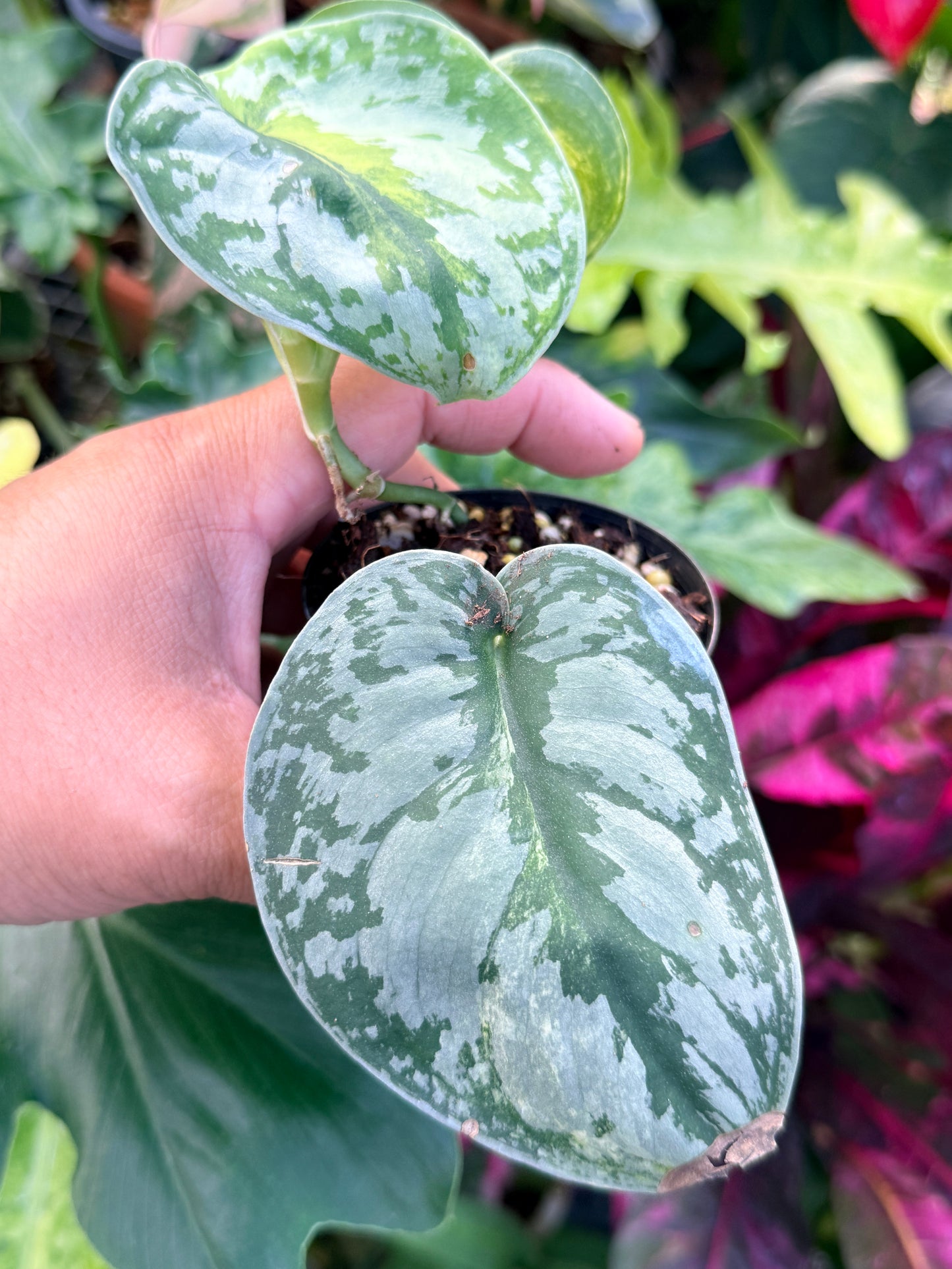 Scindapsus 'Pictus Mayari Aurea' Q38