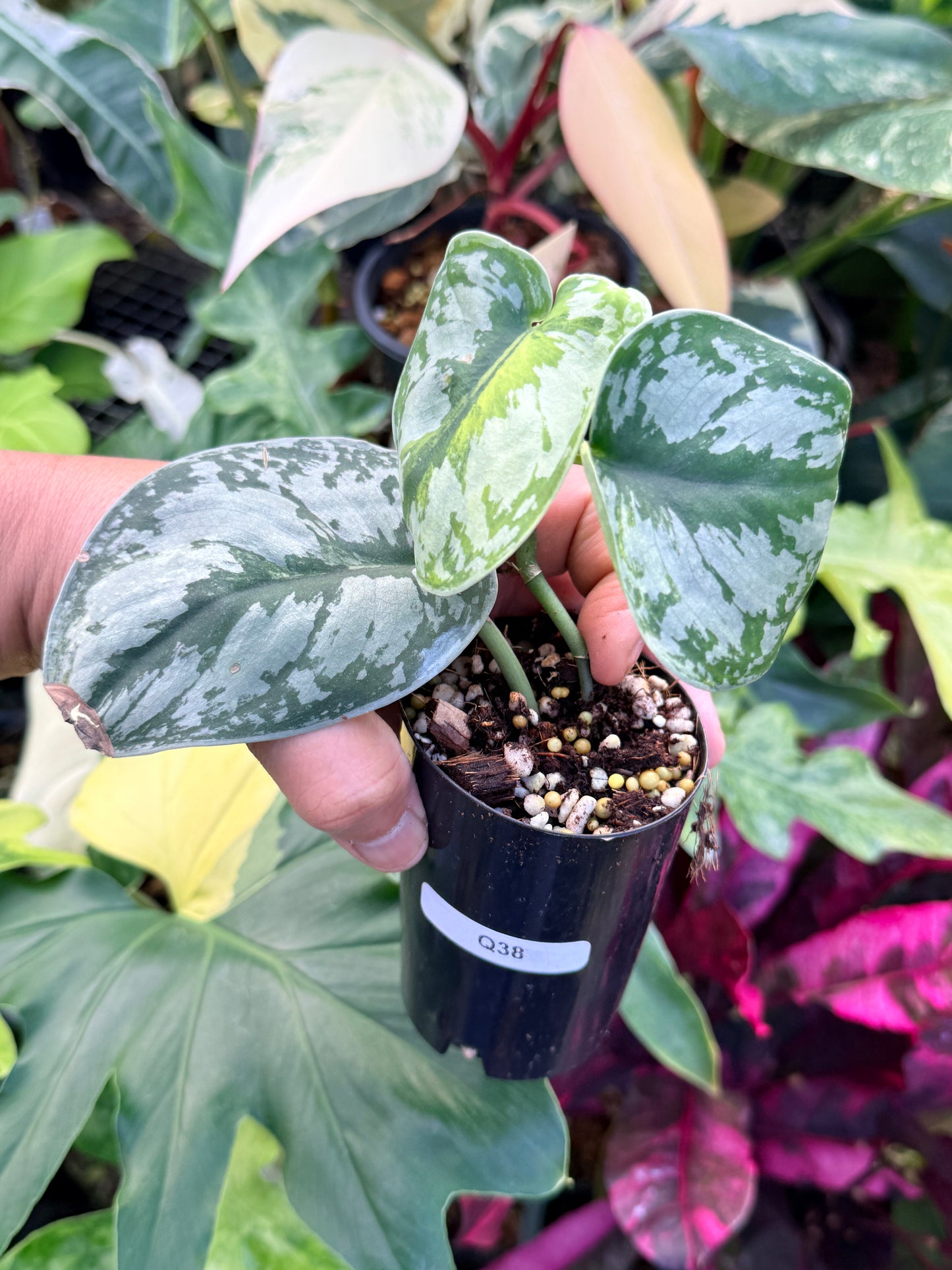 Scindapsus 'Pictus Mayari Aurea' Q38
