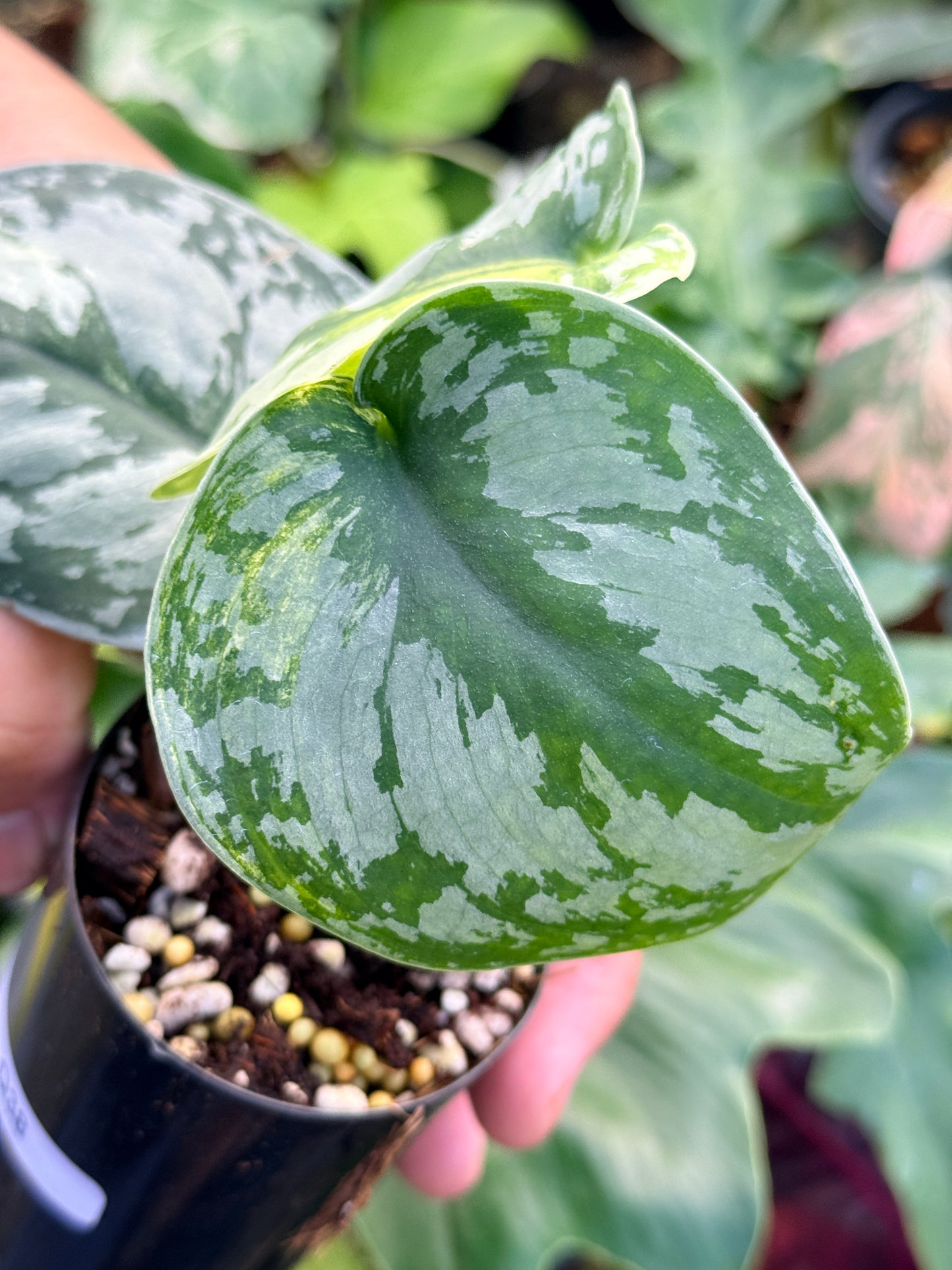 Scindapsus 'Pictus Mayari Aurea' Q38