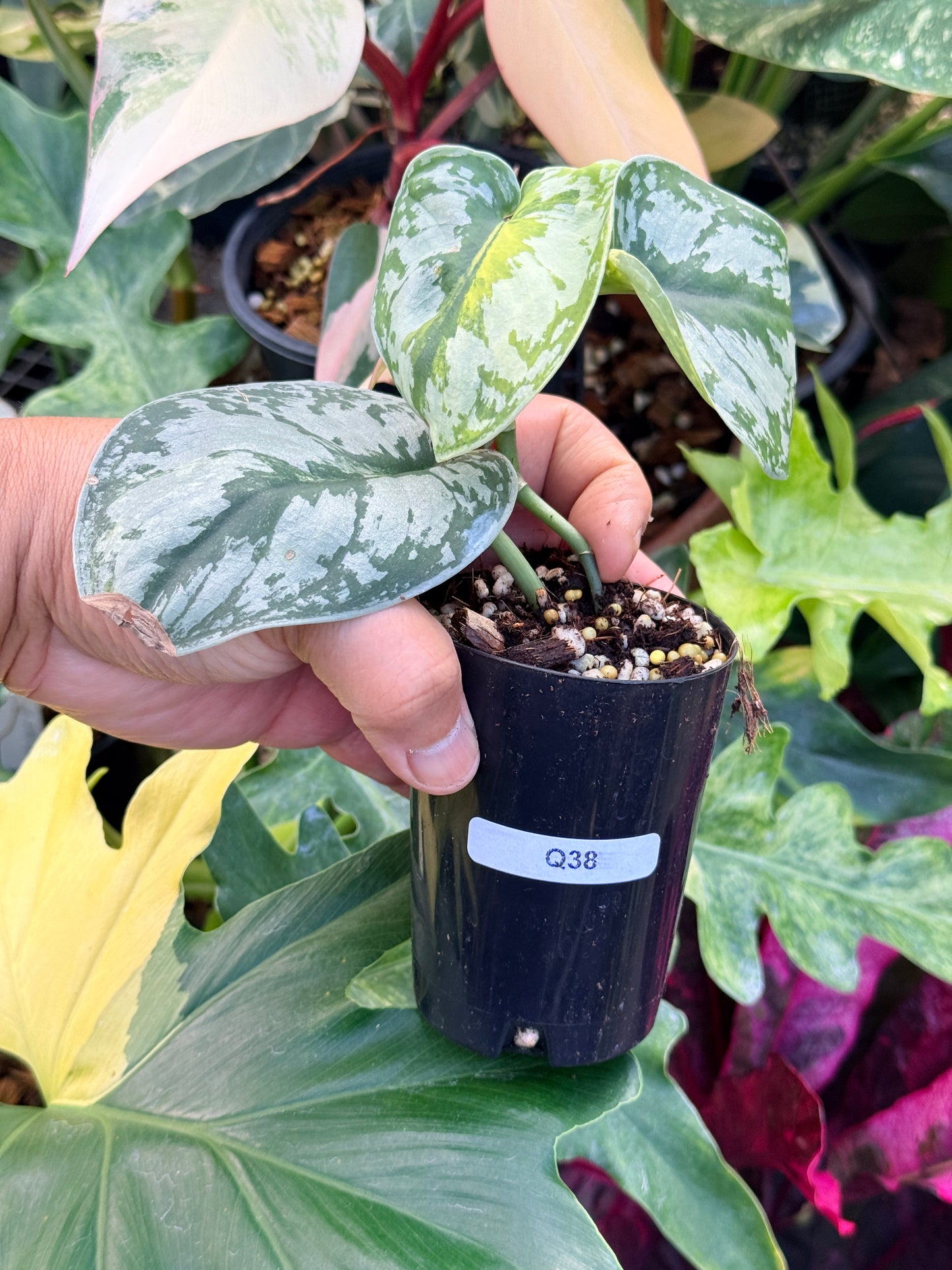 Scindapsus 'Pictus Mayari Aurea' Q38