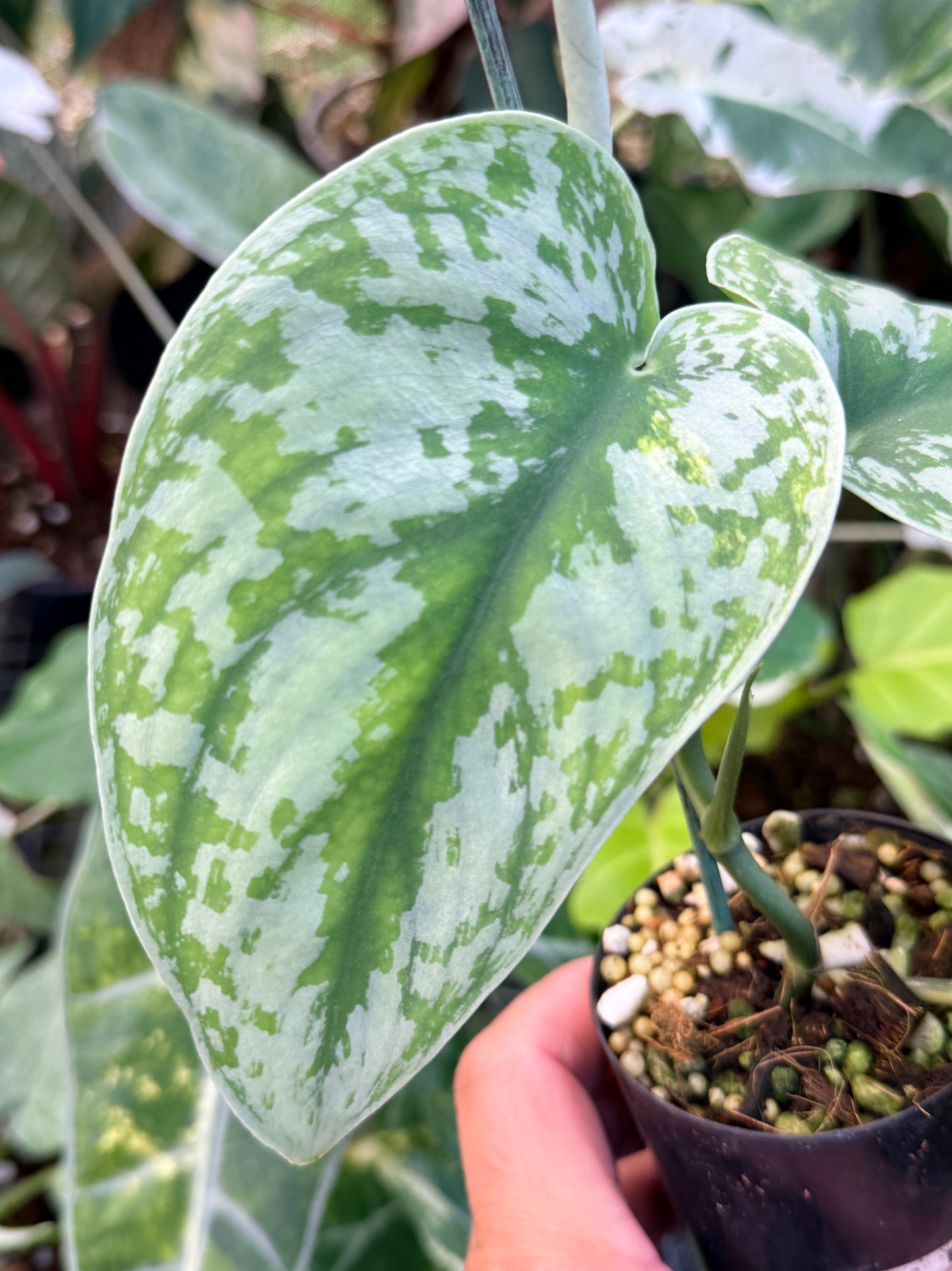 Scindapsus 'Pictus Mayari Aurea' B14