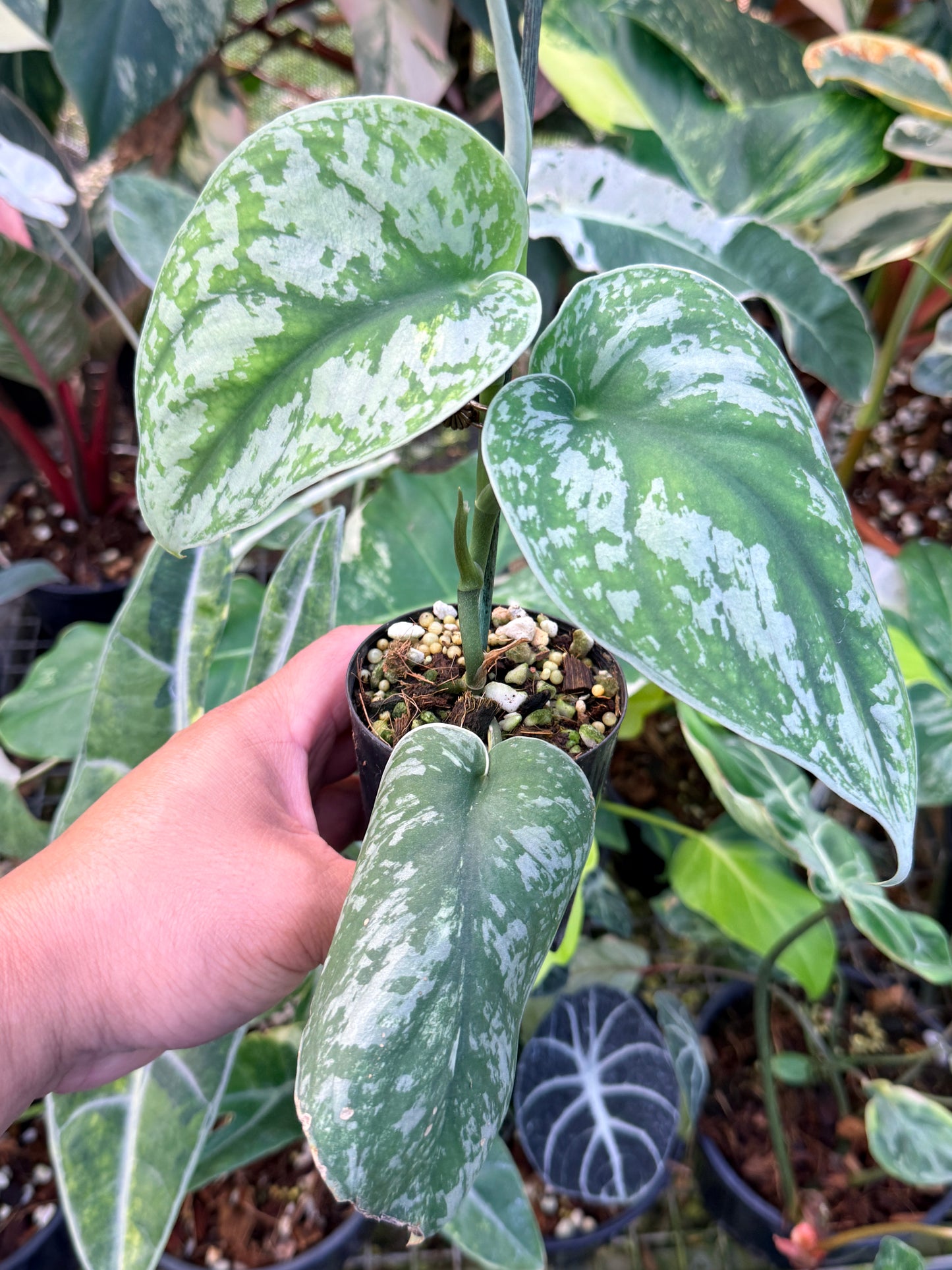 Scindapsus 'Pictus Mayari Aurea' B14