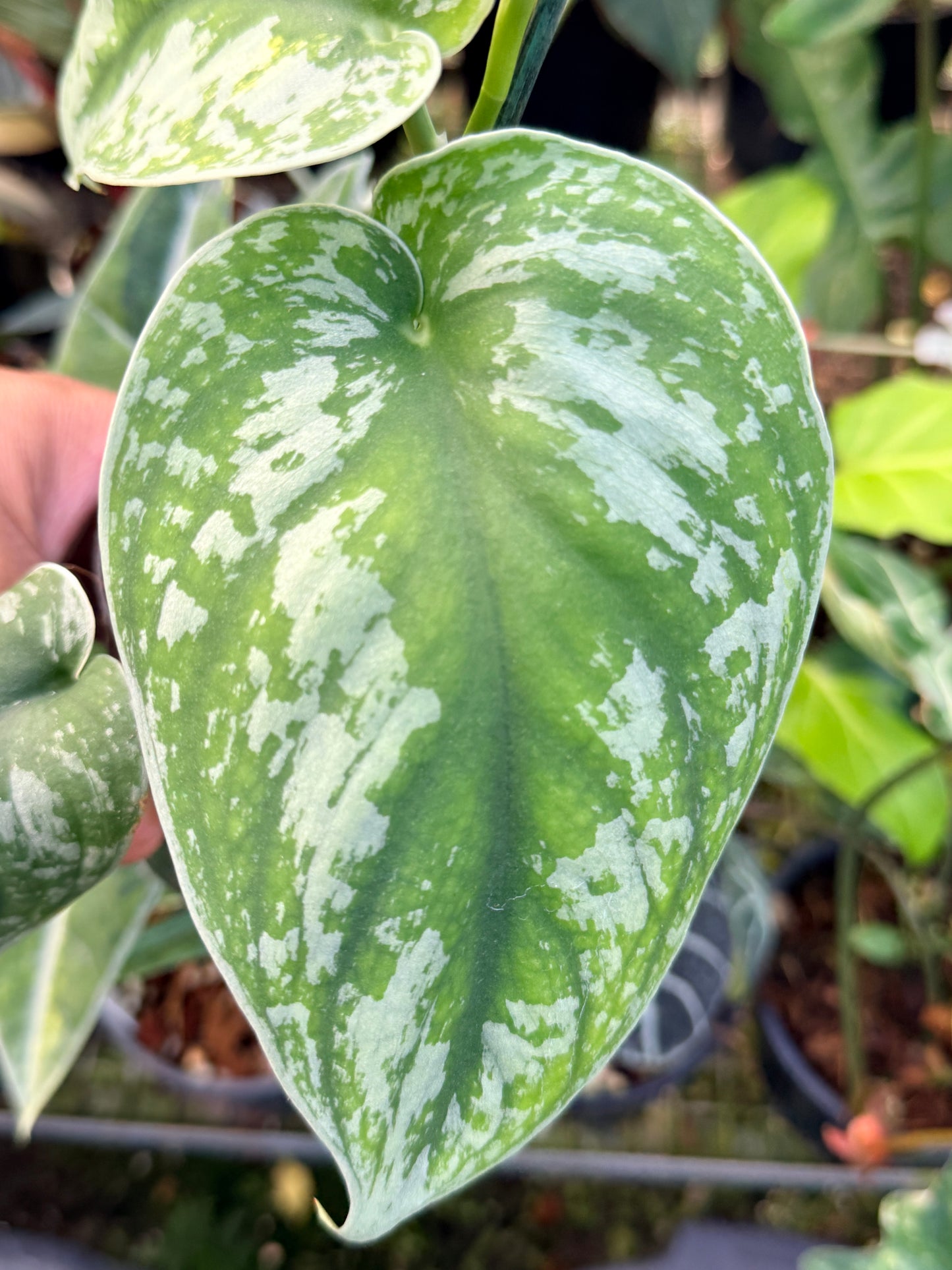 Scindapsus 'Pictus Mayari Aurea' B14