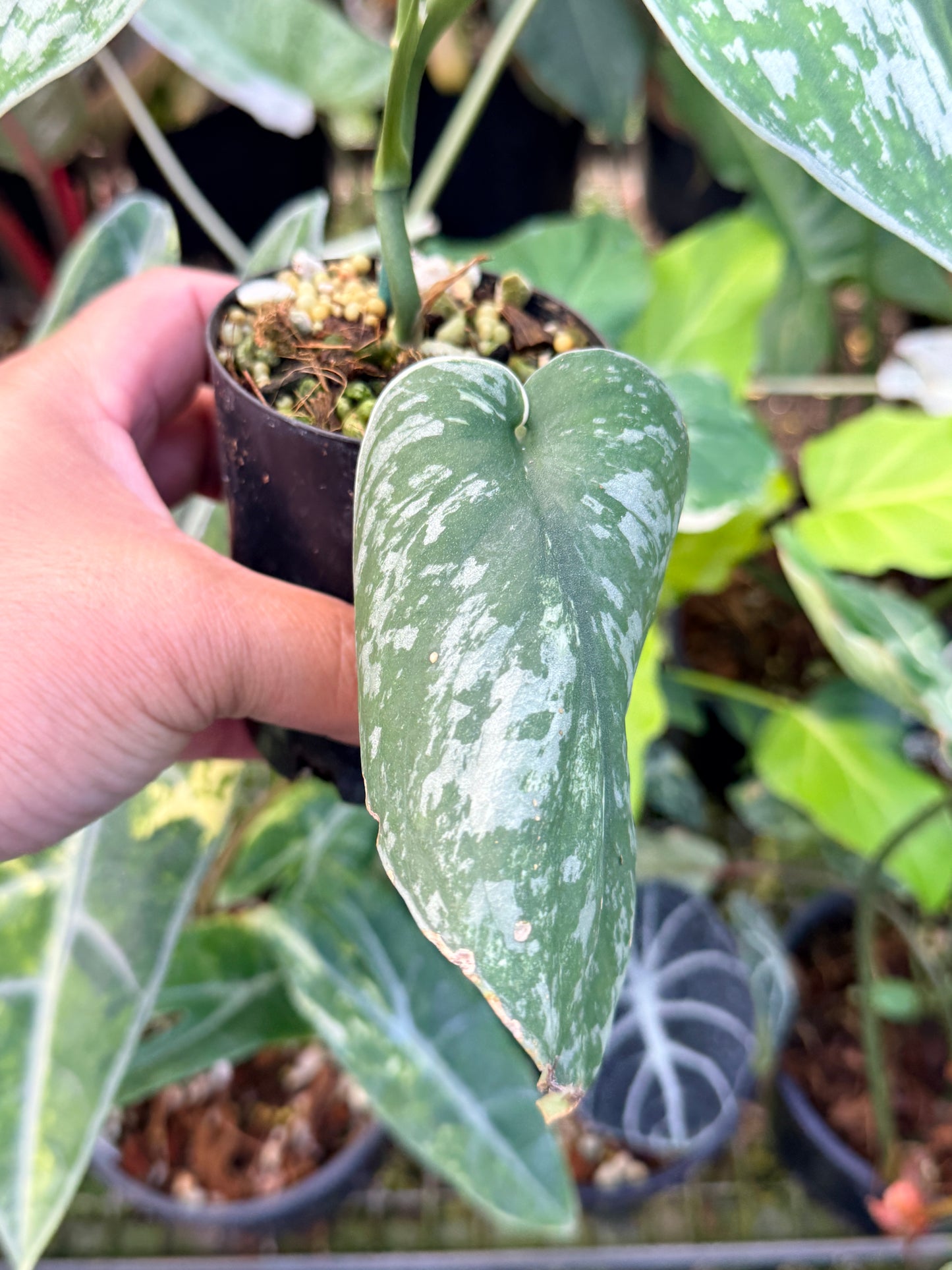 Scindapsus 'Pictus Mayari Aurea' B14