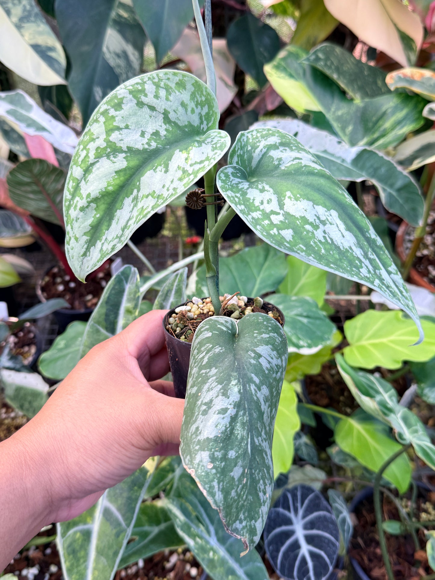 Scindapsus 'Pictus Mayari Aurea' B14