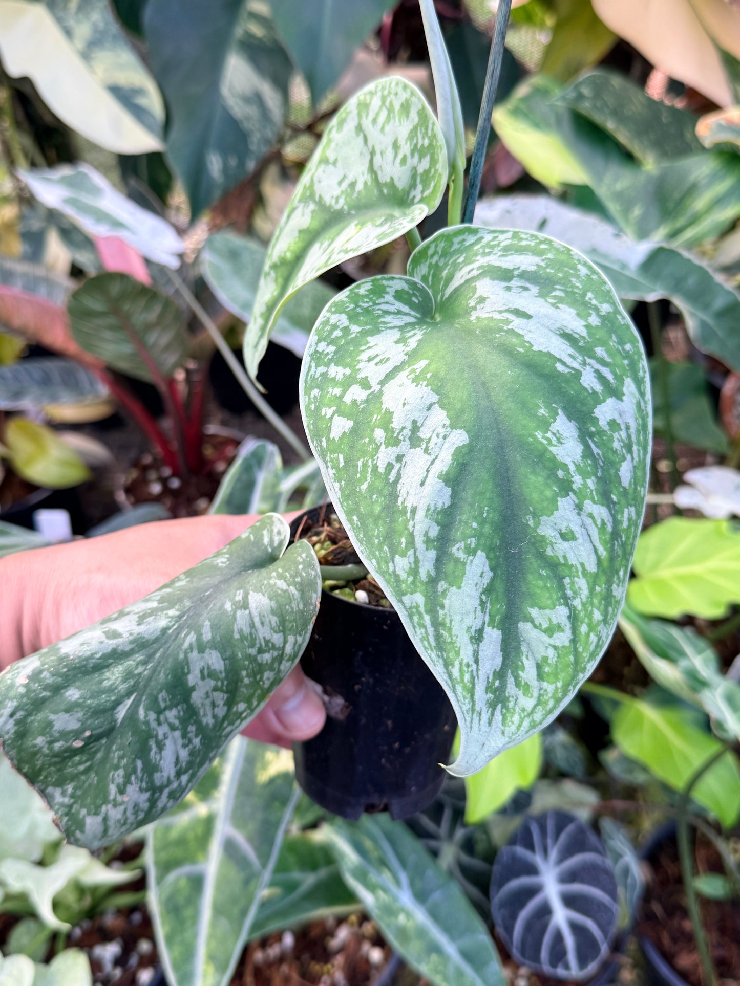 Scindapsus 'Pictus Mayari Aurea' B14