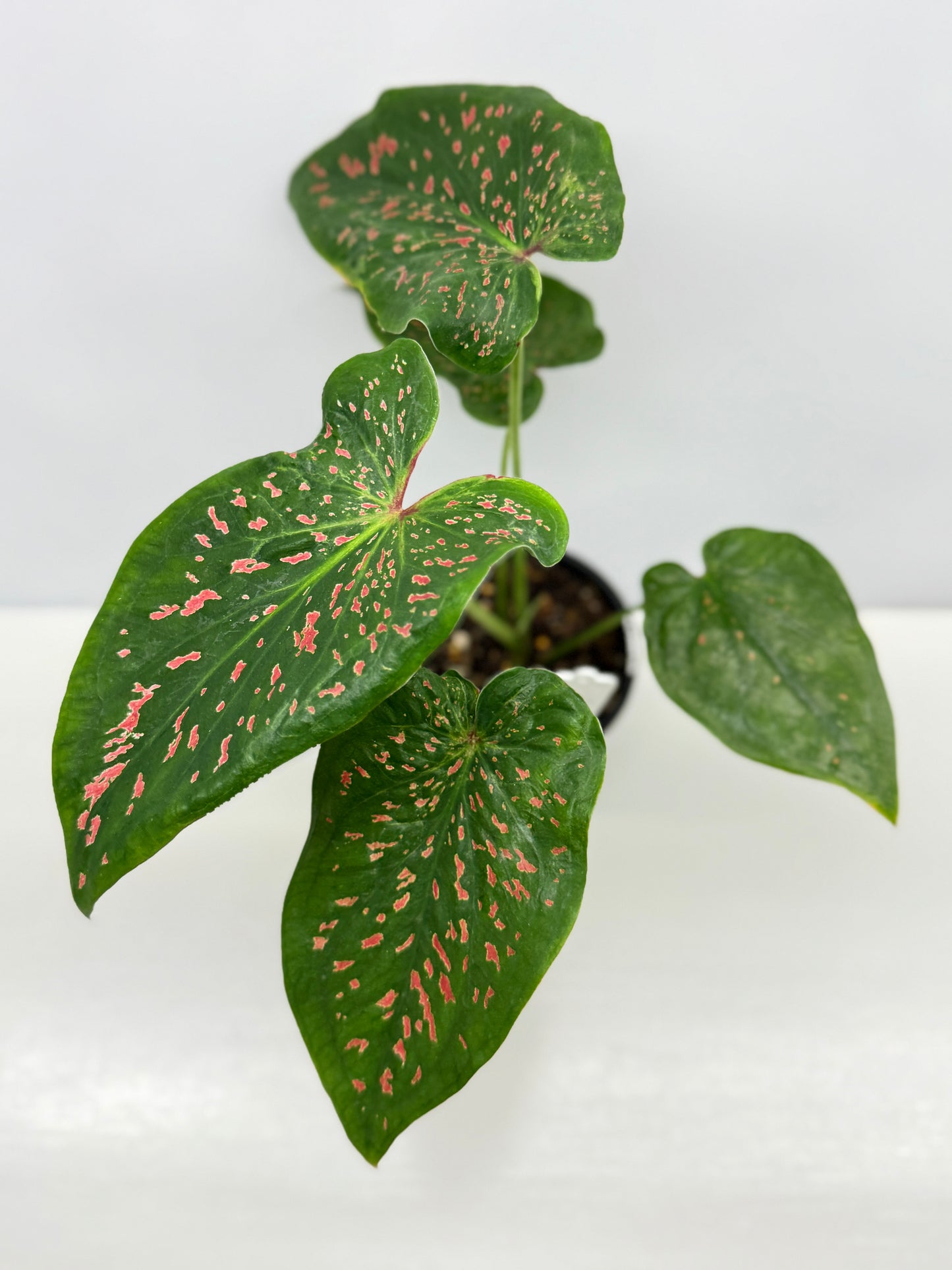 Caladium Thousand Stars - New Release Y9