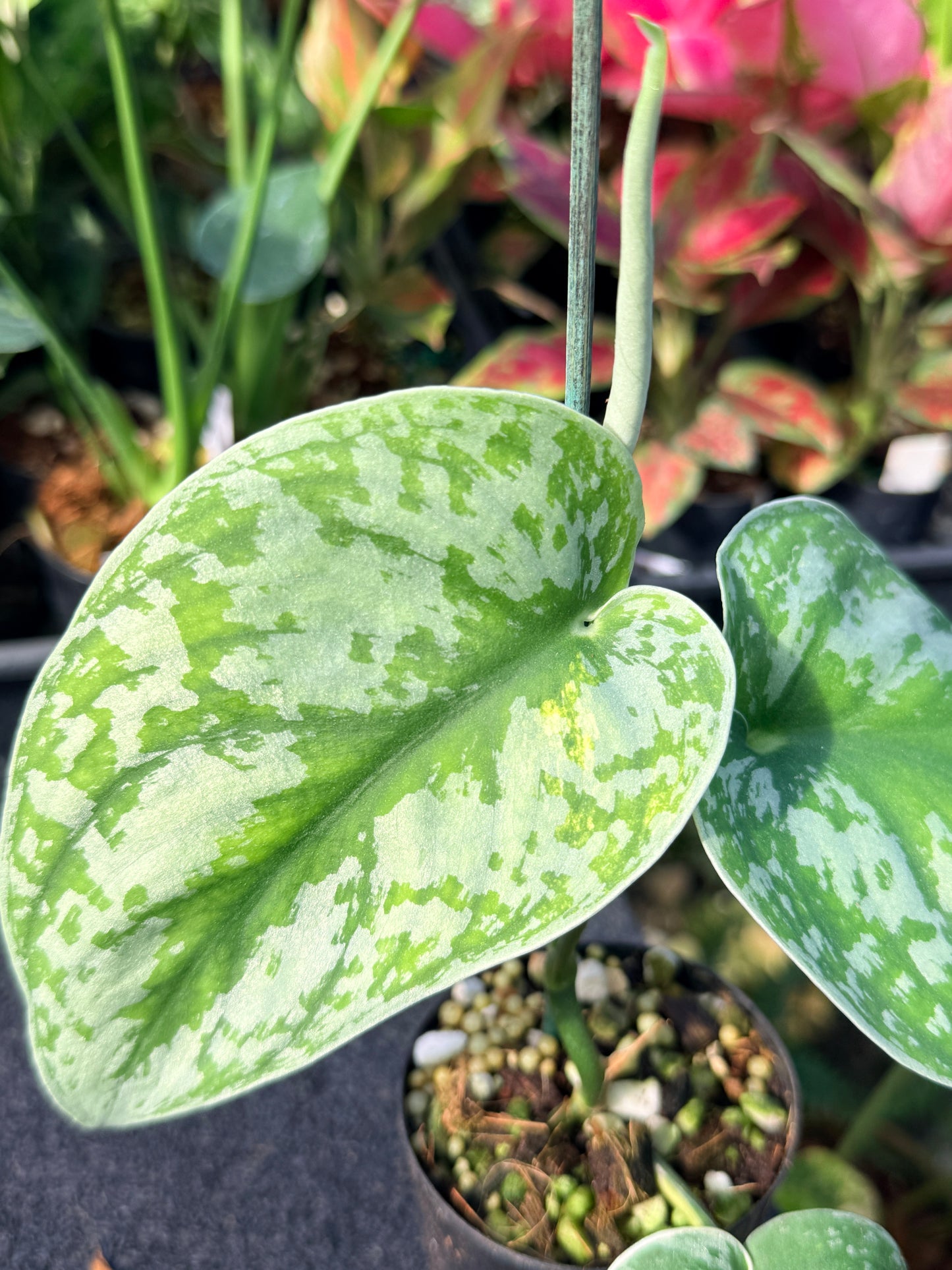 Scindapsus 'Pictus Mayari Aurea' Q39