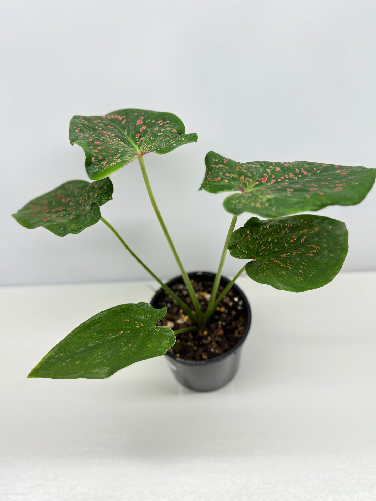 Caladium Thousand Stars - New Release Y9
