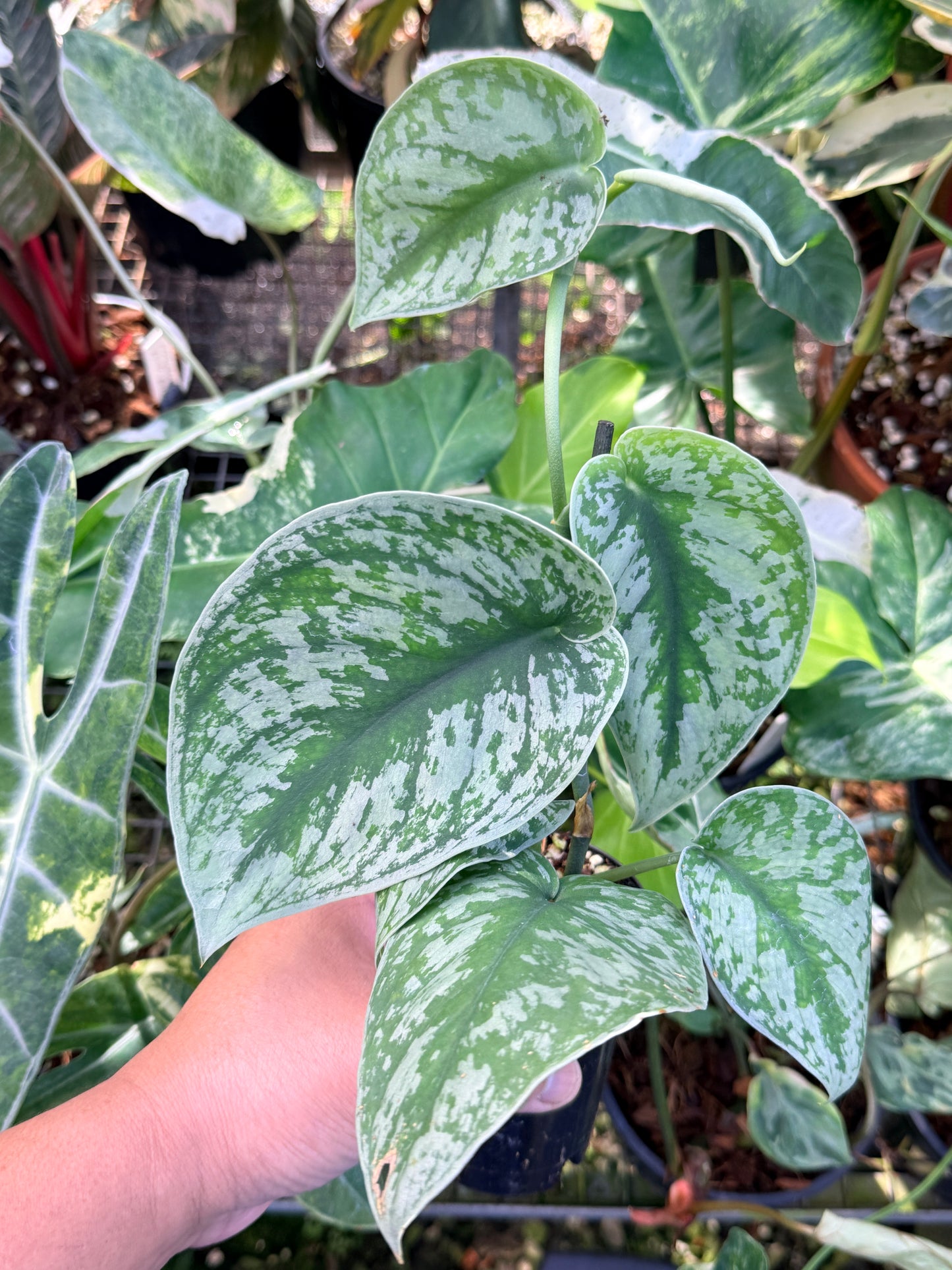 Scindapsus 'Pictus Mayari Aurea' Q39