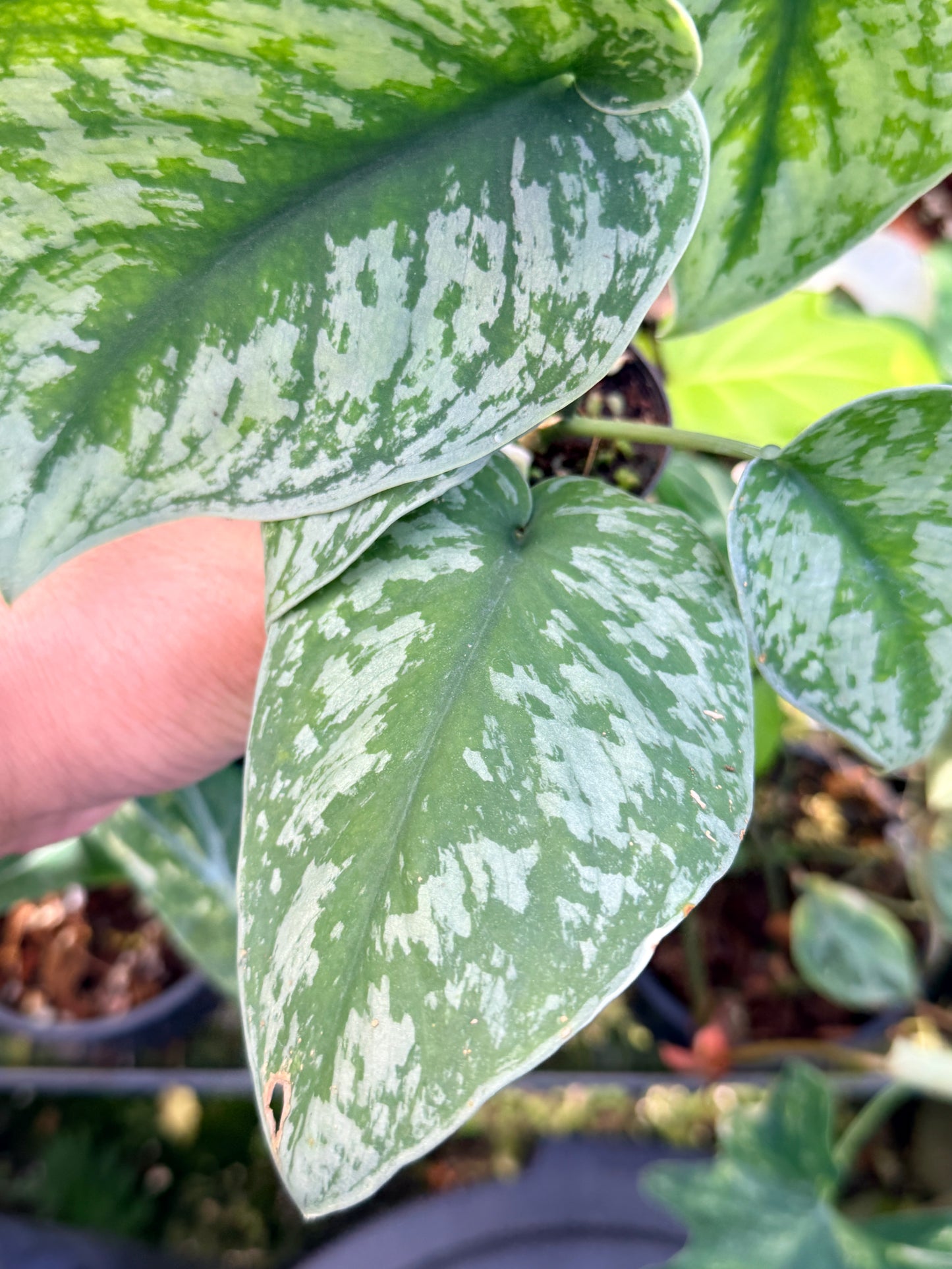 Scindapsus 'Pictus Mayari Aurea' Q39