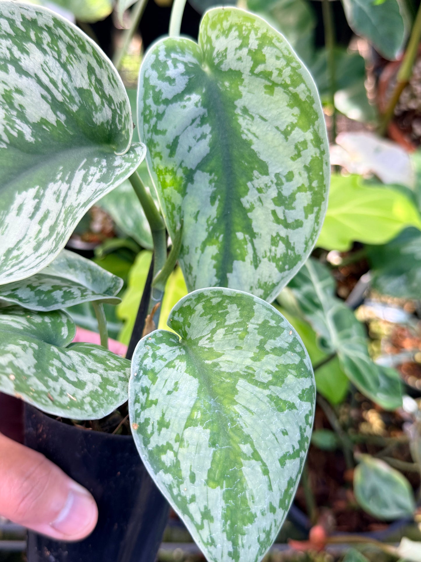Scindapsus 'Pictus Mayari Aurea' Q39
