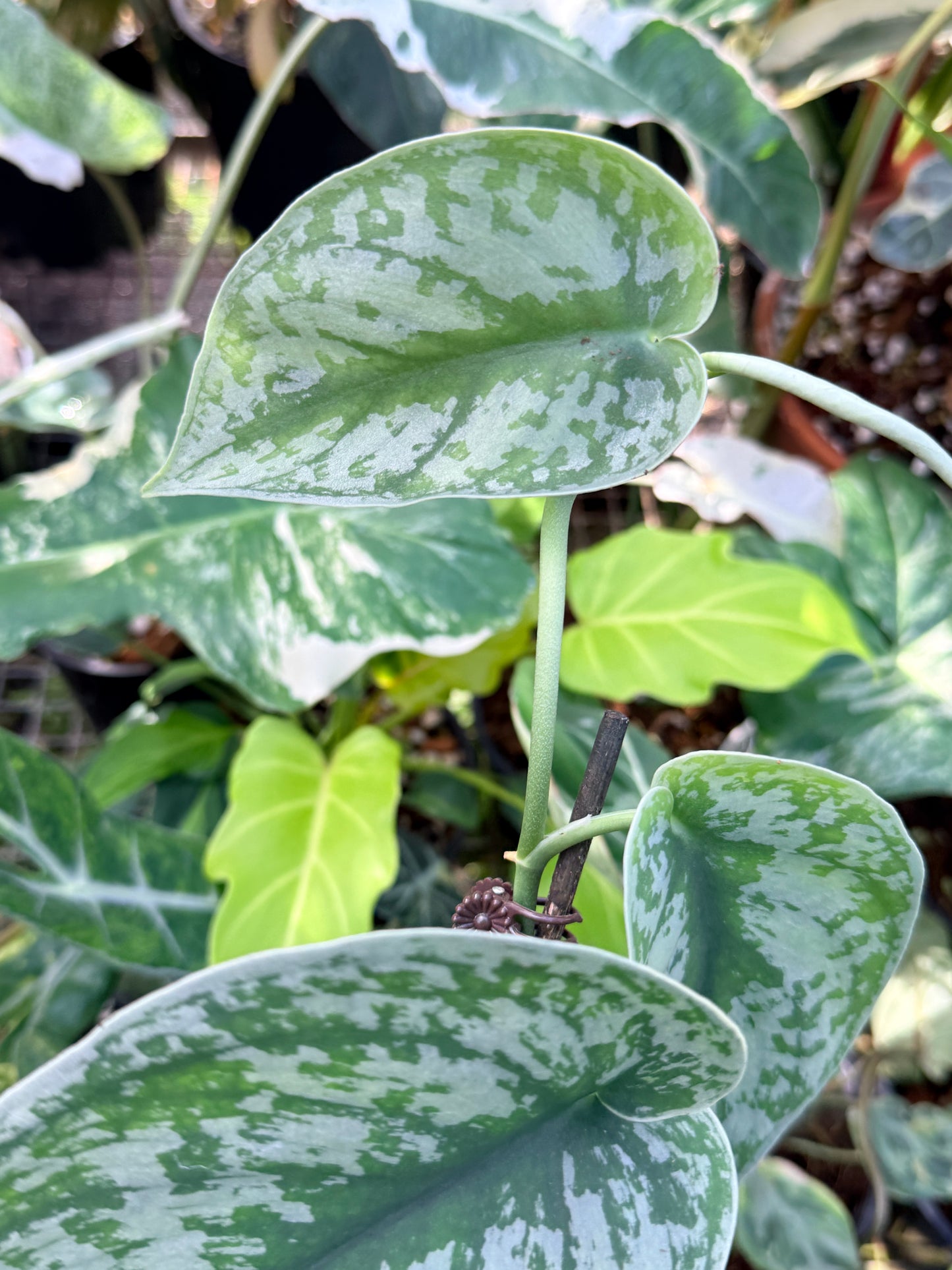 Scindapsus 'Pictus Mayari Aurea' Q39