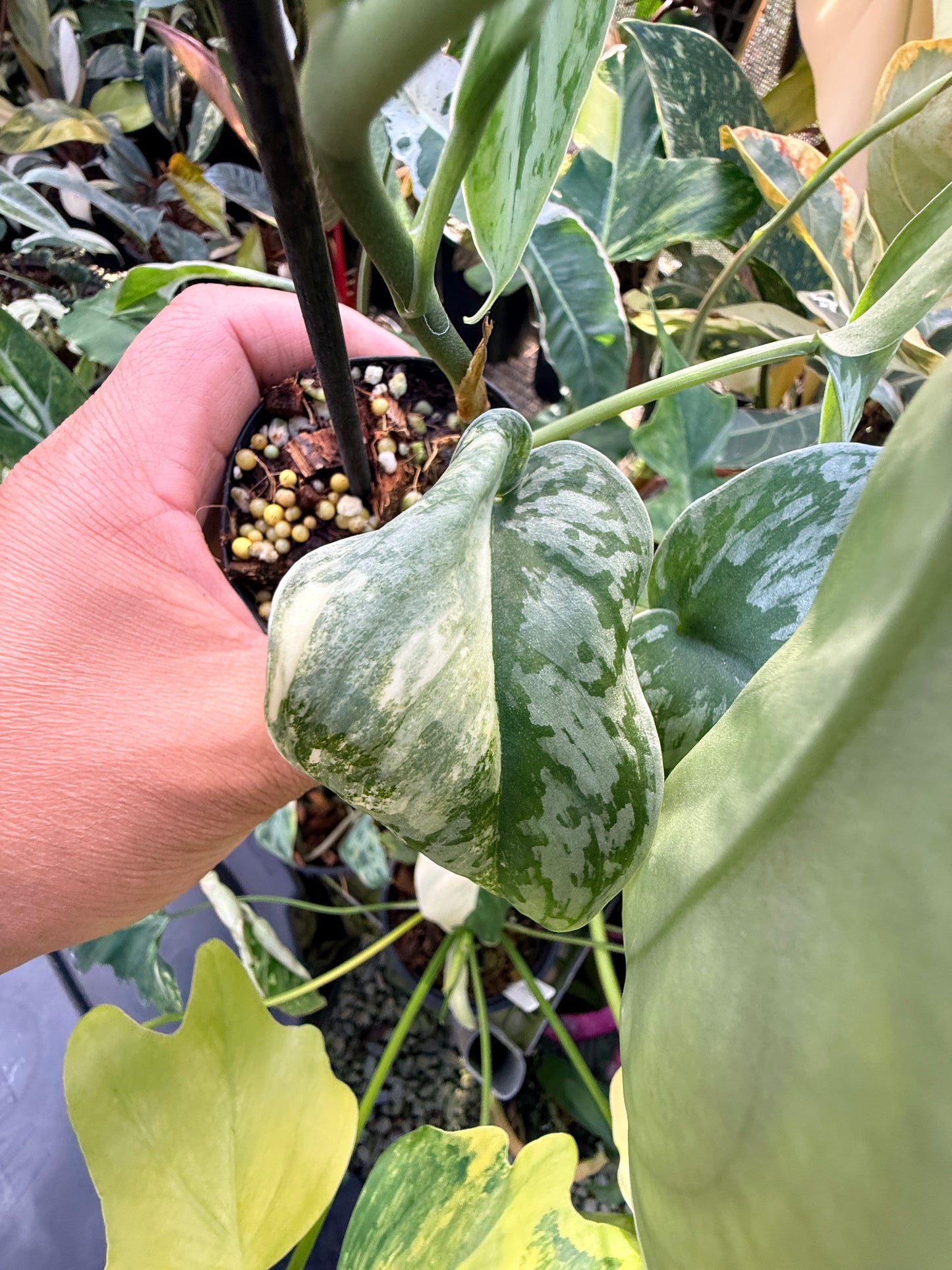 Scindapsus 'Pictus Mayari Aurea' Q39