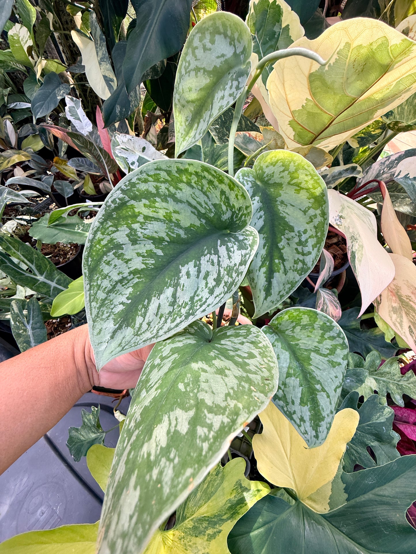 Scindapsus 'Pictus Mayari Aurea' Q39