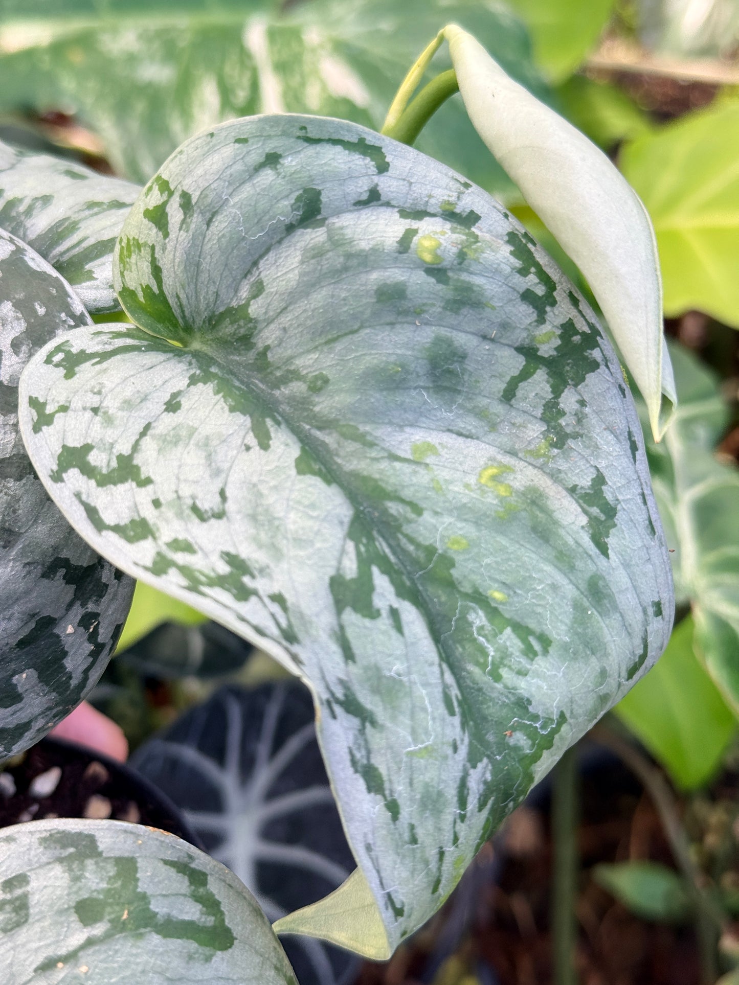 Scindapsus 'Pictus Mayari Aurea' Q37