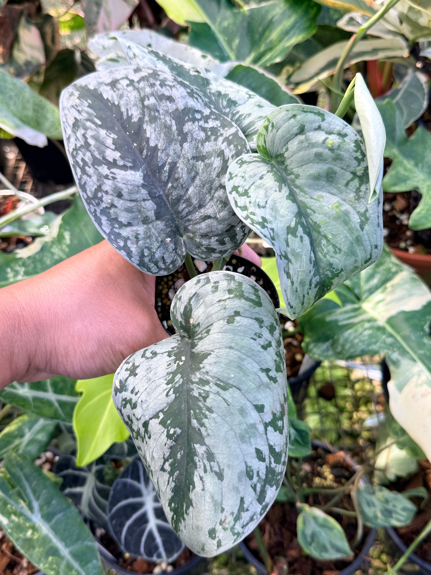 Scindapsus 'Pictus Mayari Aurea' Q37