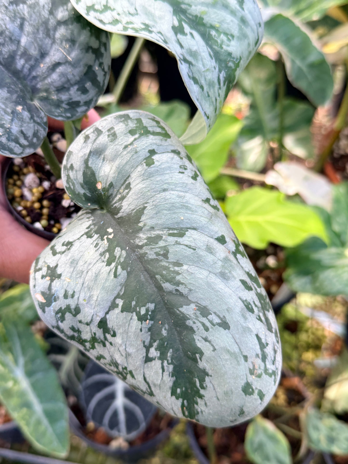 Scindapsus 'Pictus Mayari Aurea' Q37