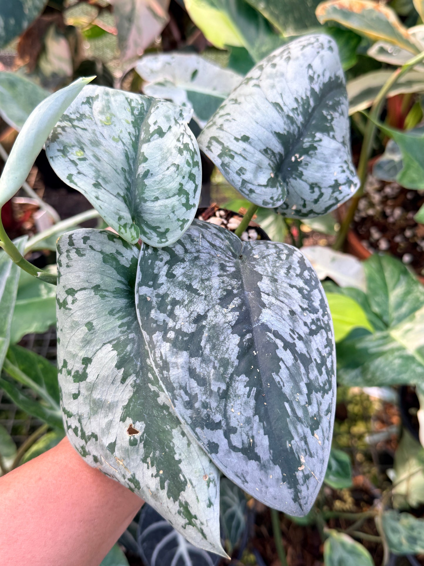 Scindapsus 'Pictus Mayari Aurea' Q37