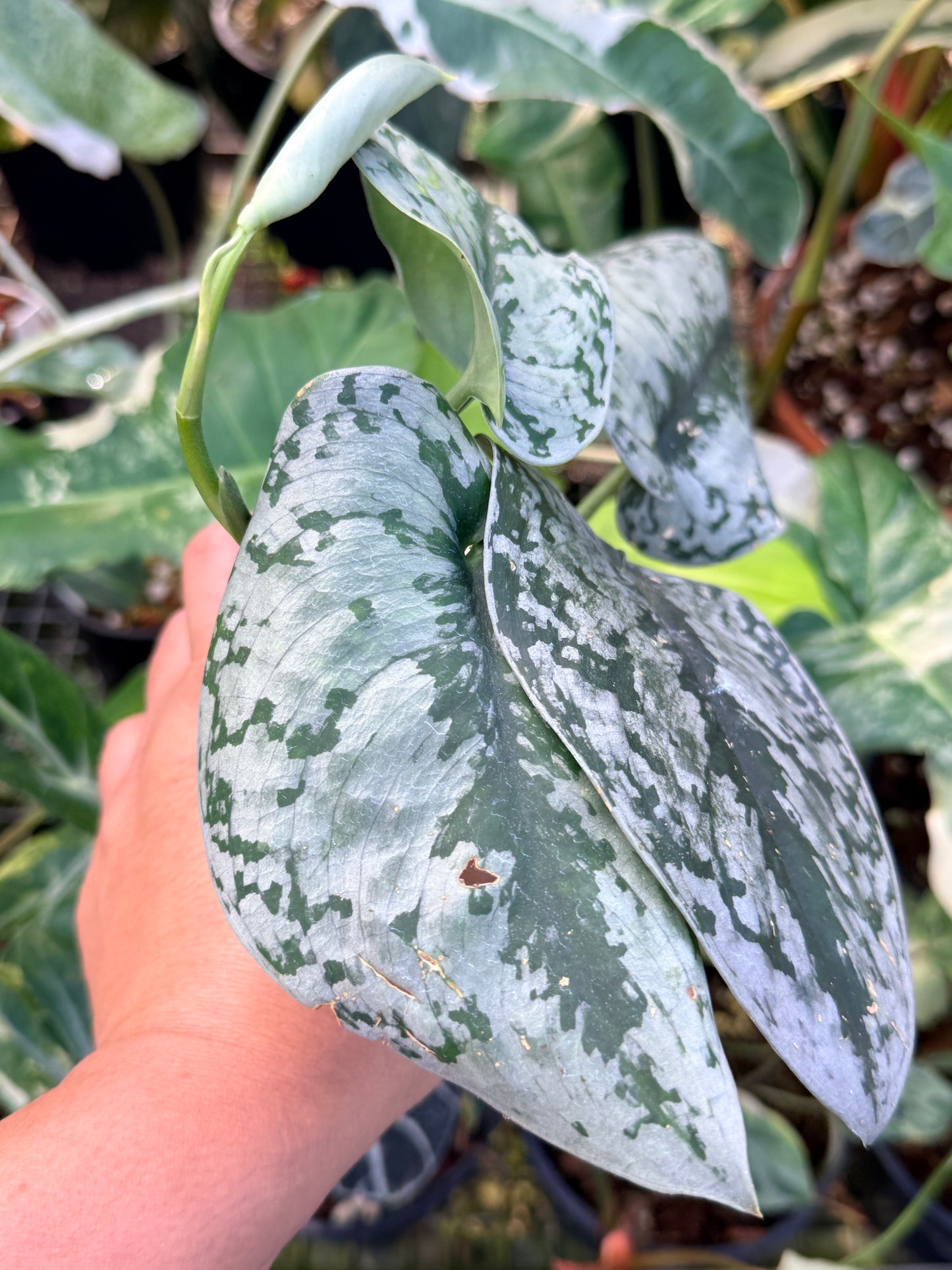 Scindapsus 'Pictus Mayari Aurea' Q37