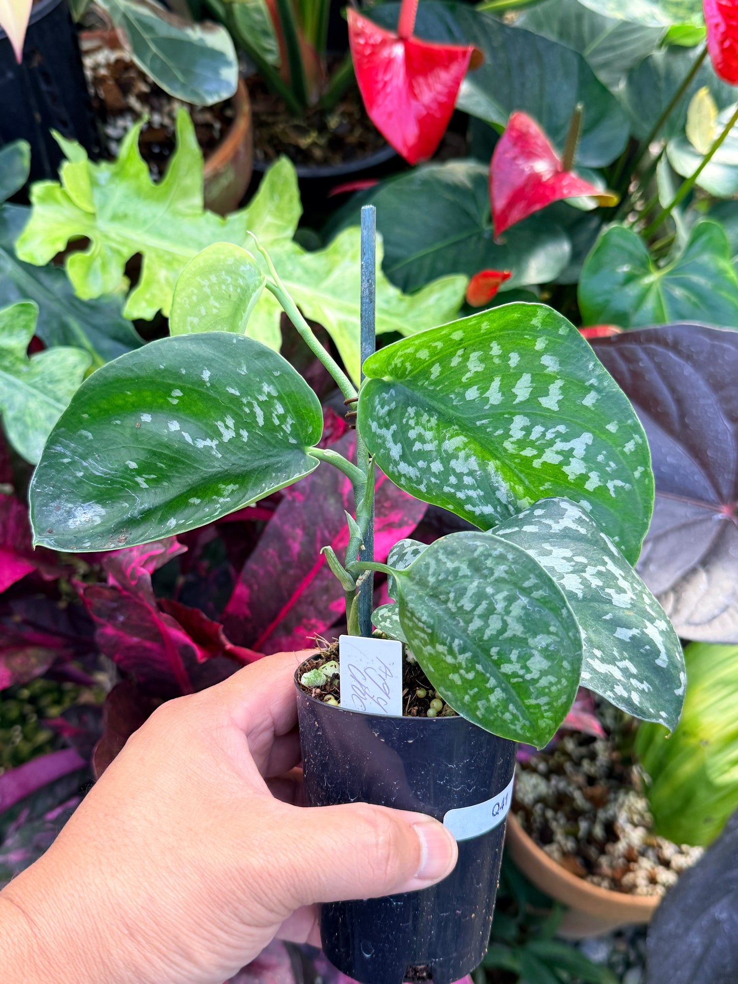 Scindapsus Argyraeus 'Crocodile' Q41