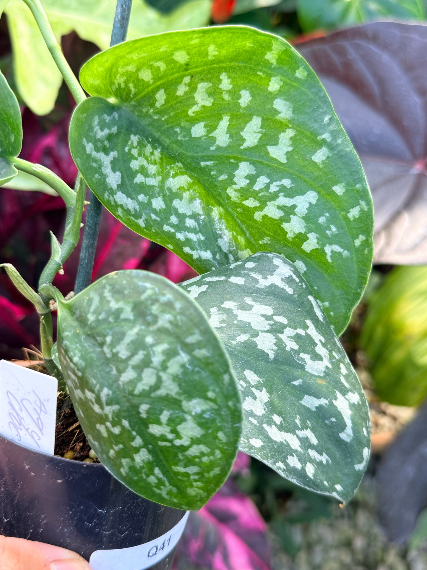 Scindapsus Argyraeus 'Crocodile' Q41