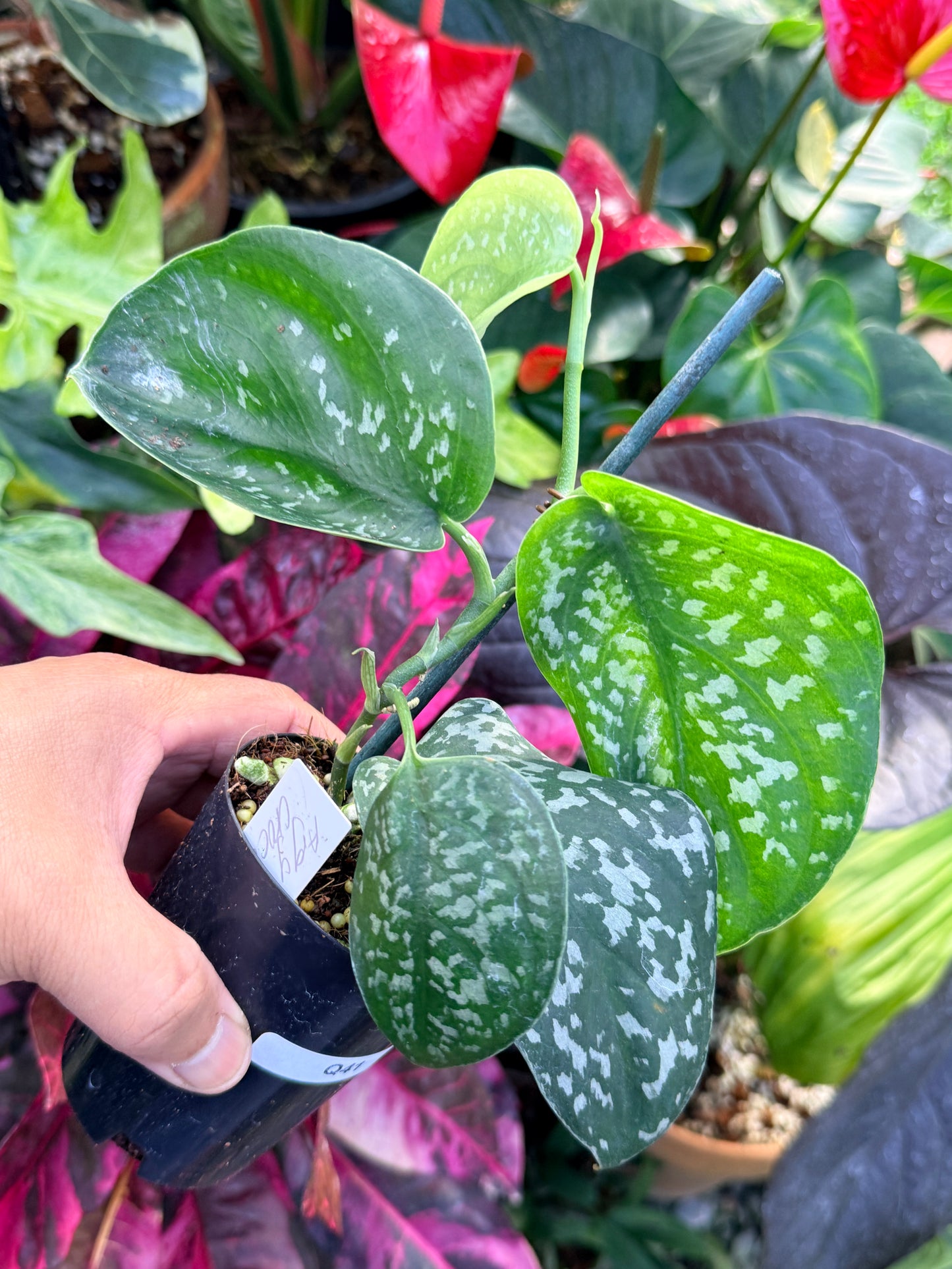 Scindapsus Argyraeus 'Crocodile' Q41