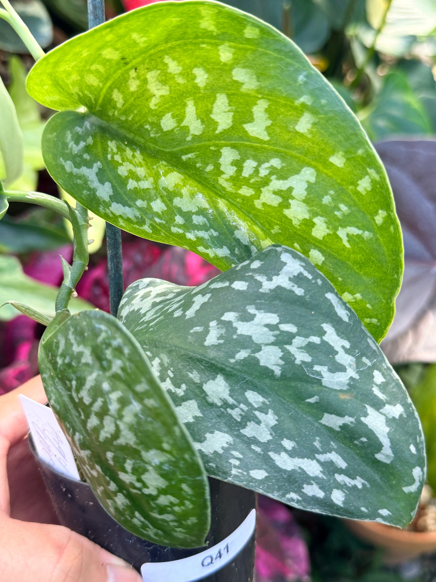 Scindapsus Argyraeus 'Crocodile' Q41