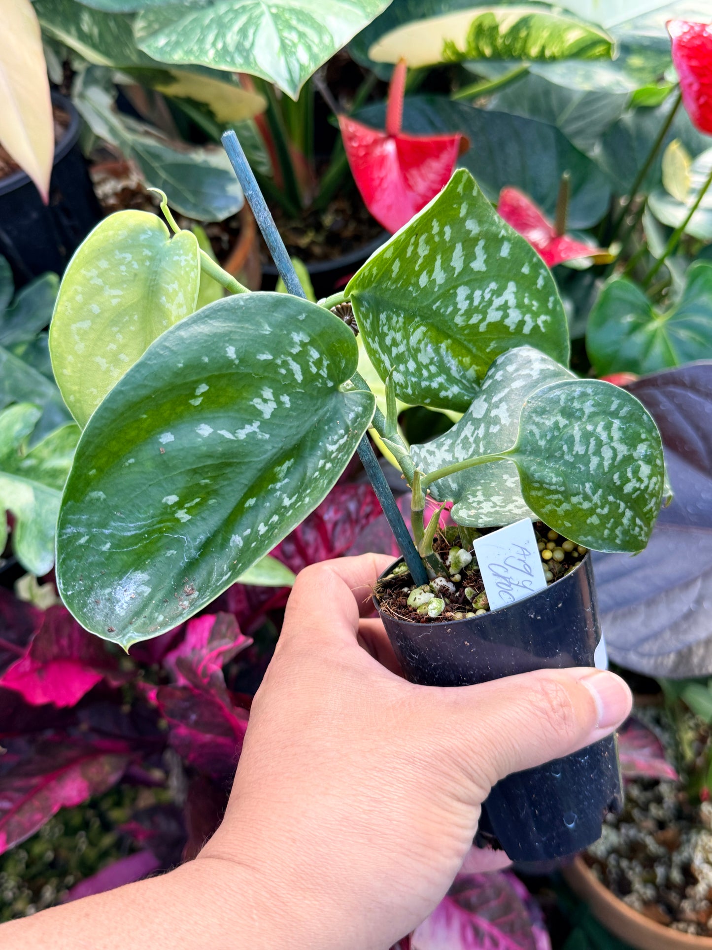 Scindapsus Argyraeus 'Crocodile' Q41