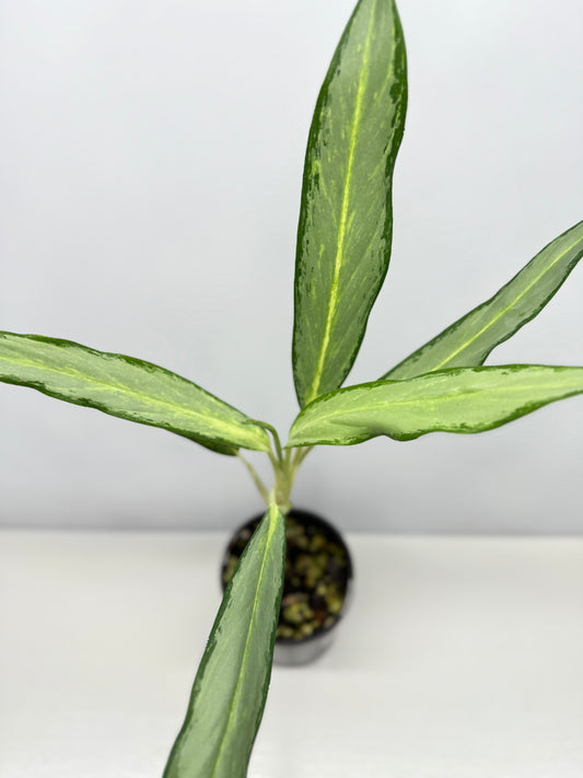 Aglaonema White Lance Y12