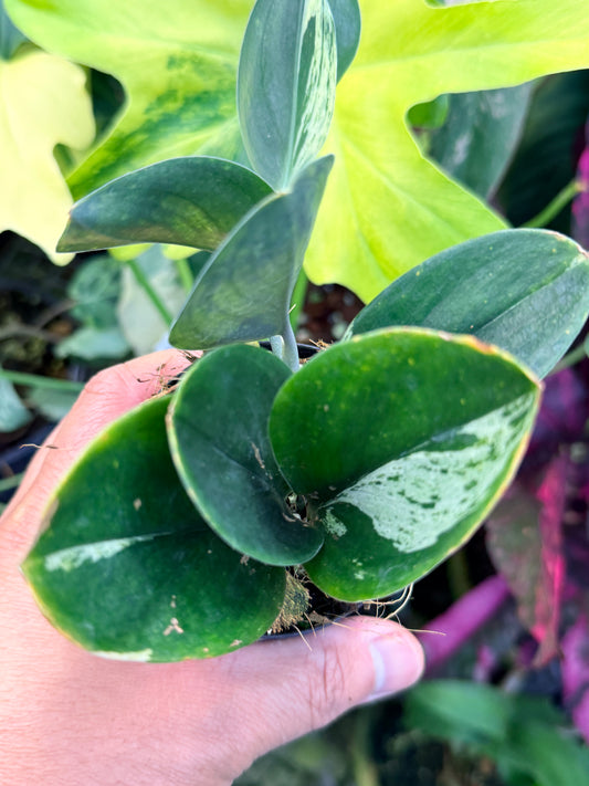 Scindapsus treubii 'Dark Variegation' Q36