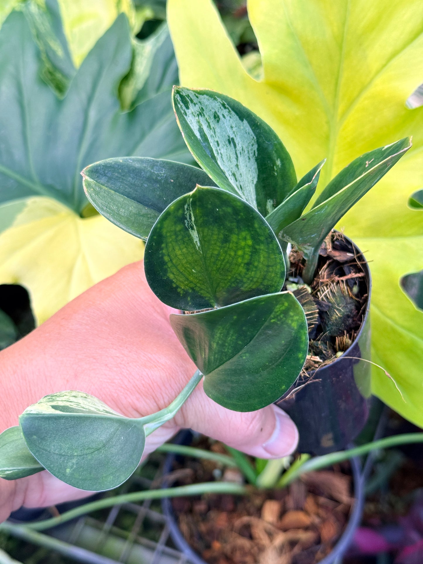 Scindapsus treubii 'Dark Variegation' Q36