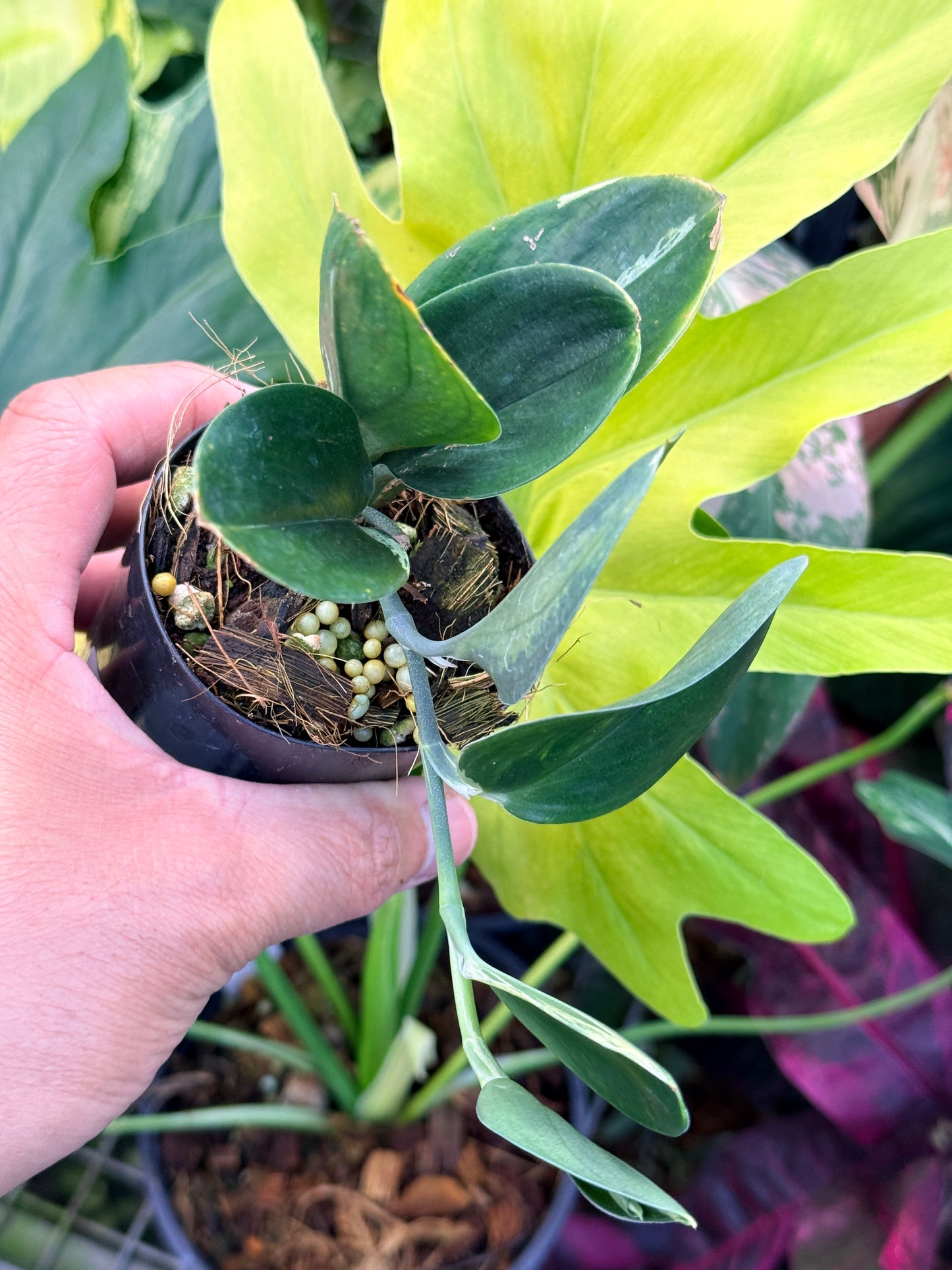 Scindapsus treubii 'Dark Variegation' Q36