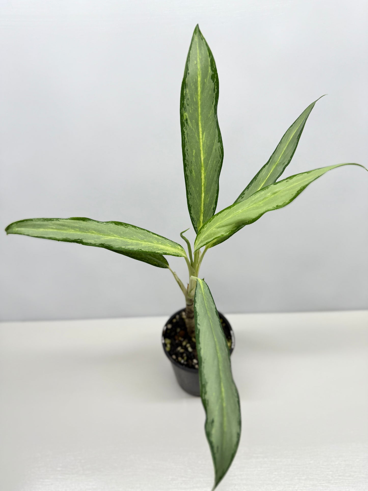 Aglaonema White Lance Y12