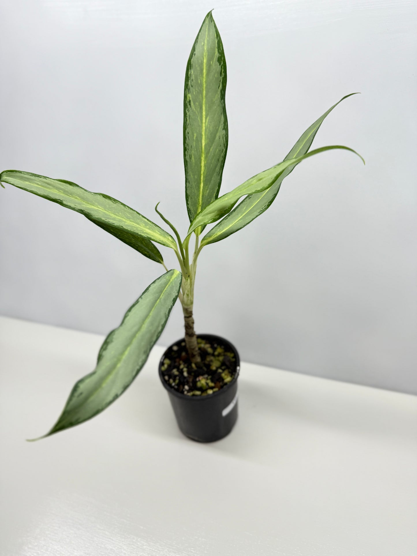 Aglaonema White Lance Y12