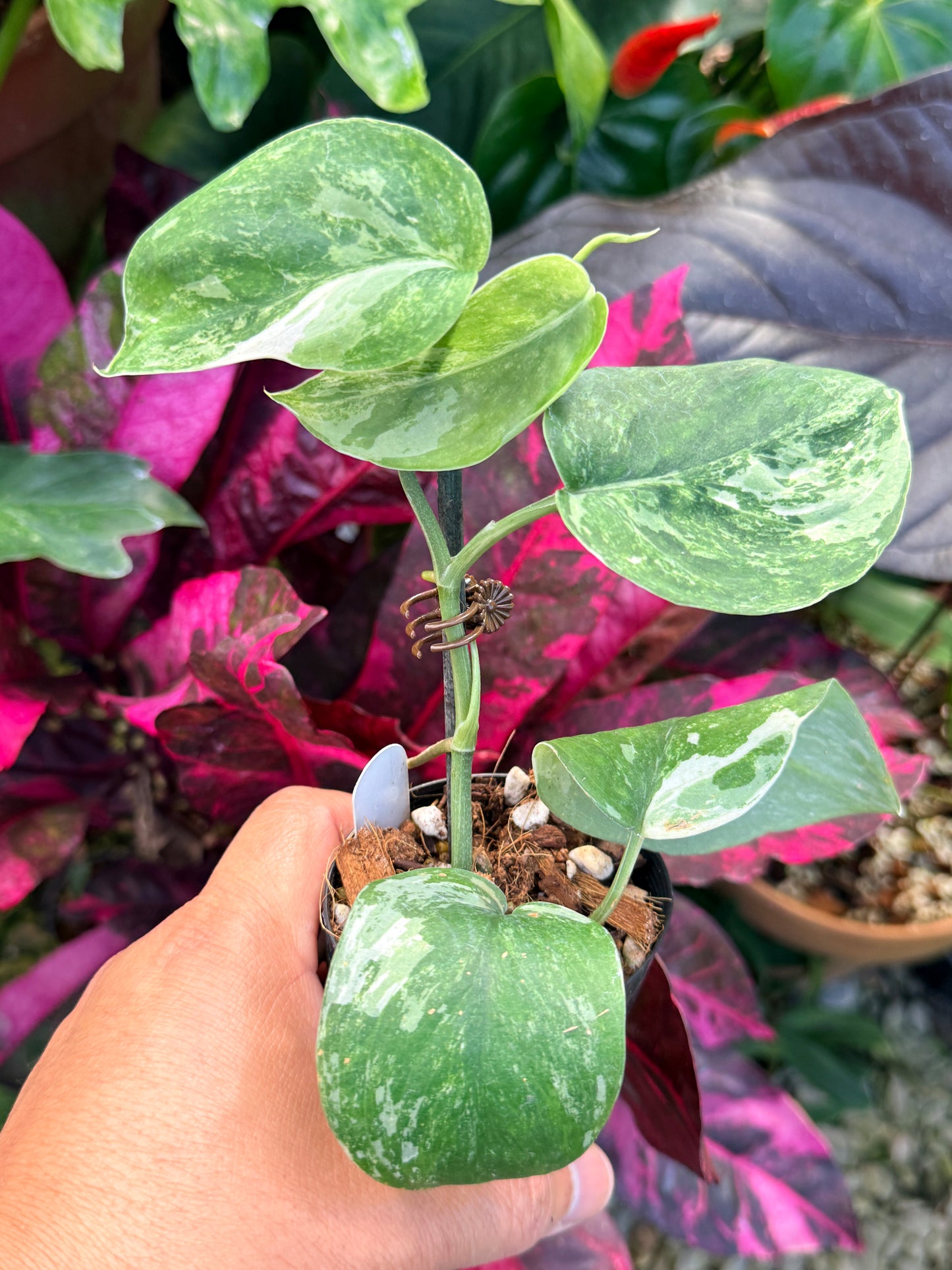 Scindapsus pictus 'Jade Satin White Mint' Q34