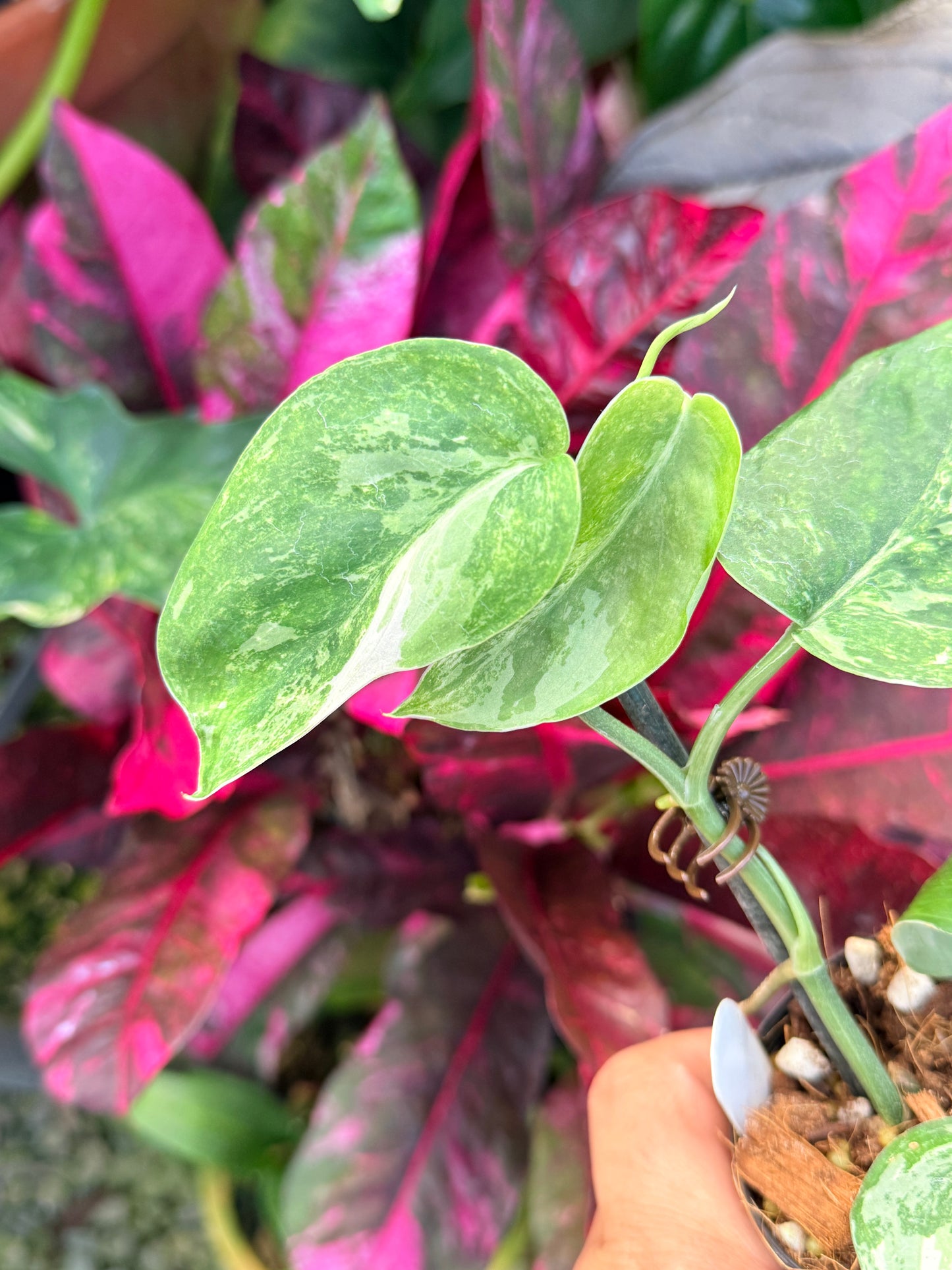 Scindapsus pictus 'Jade Satin White Mint' Q34