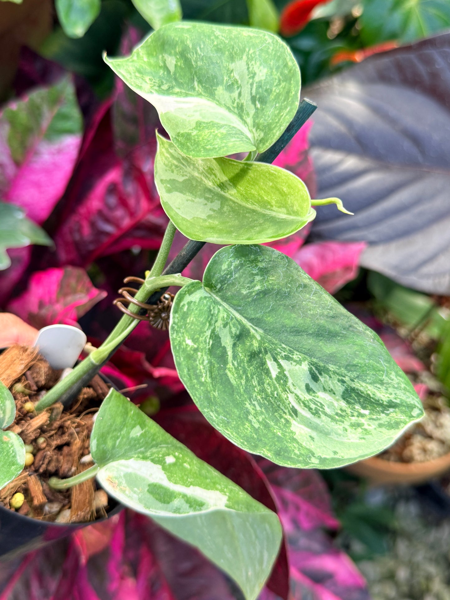 Scindapsus pictus 'Jade Satin White Mint' Q34